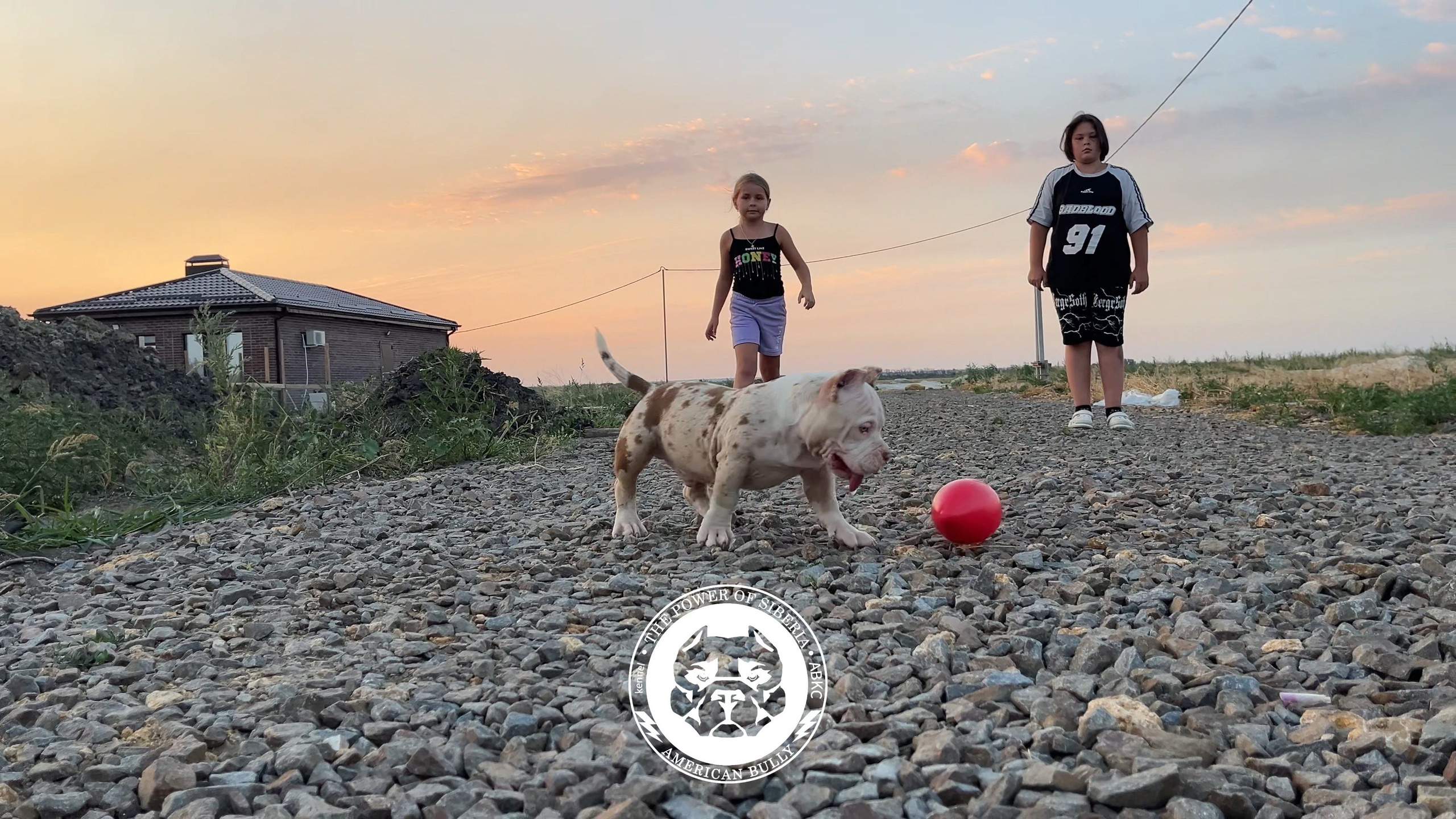 Помет Каспер и Асти. 13.04.25. Американский Булли в г. Ростов-на-Дону. Питомник THE POWER OF SIBERIA