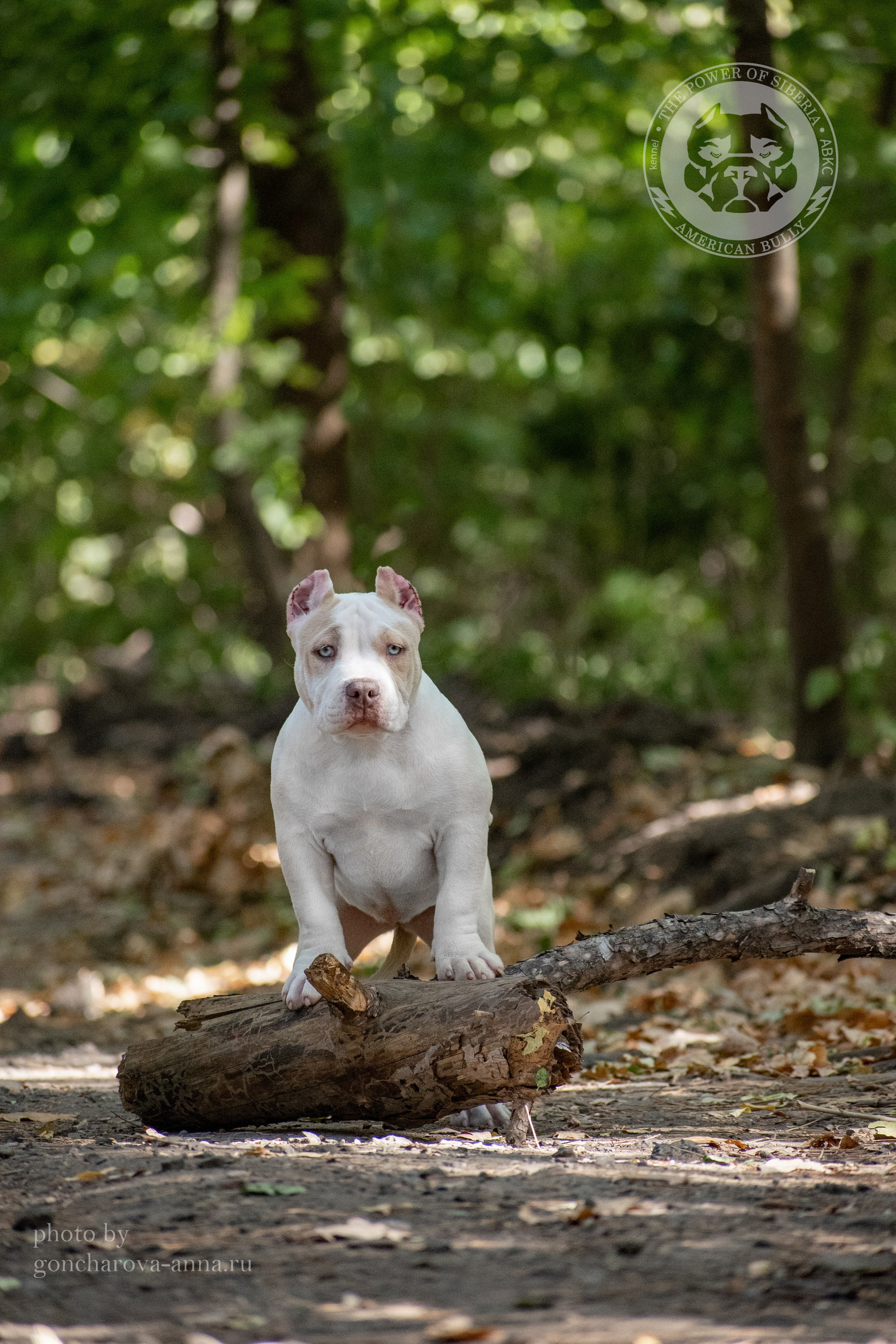 кобель для вязки Американский Булли в Луганске