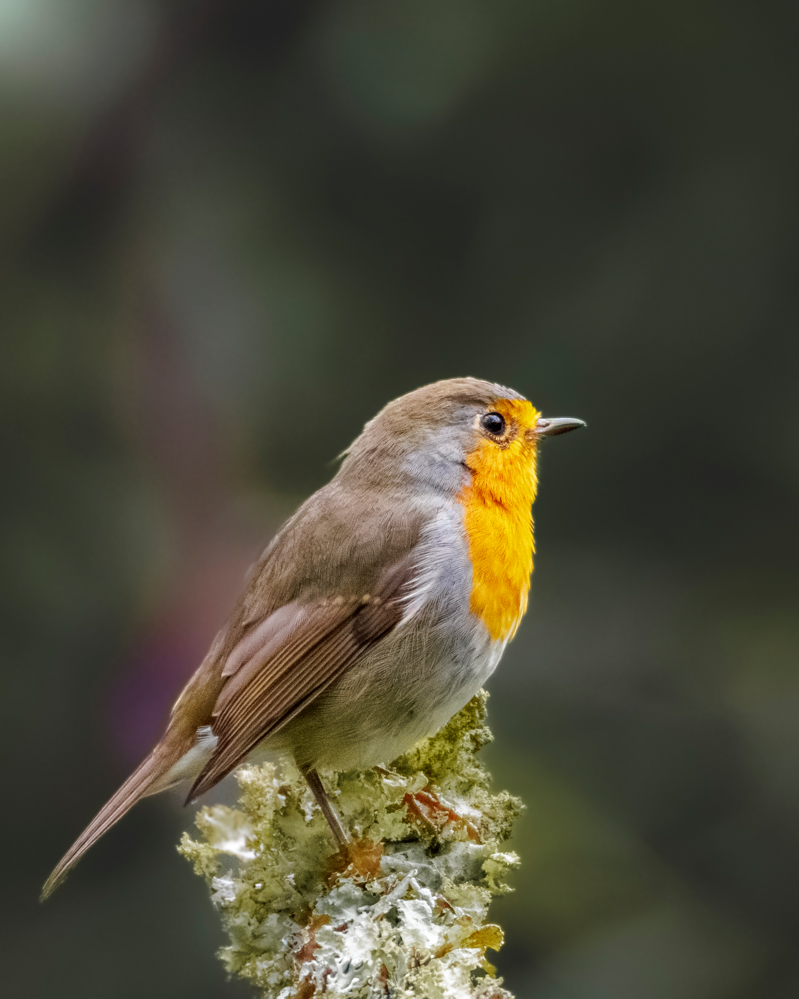 Фотограф дикой природы Роман Исаенков