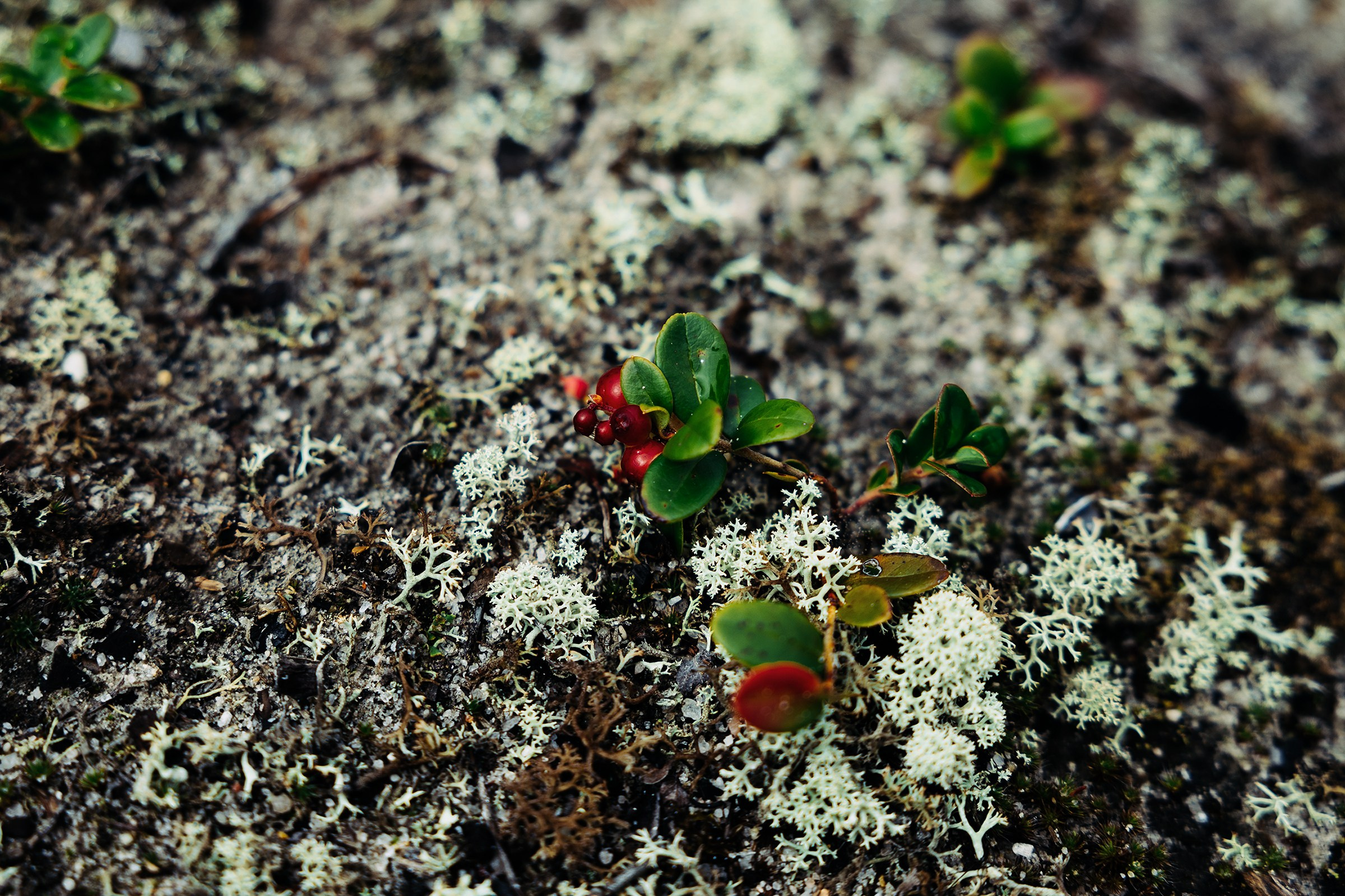 Принцесса севера. Фотограф в Санкт-Петербурге Александра Рябинина-Шрейбер (pharsh_photographer)