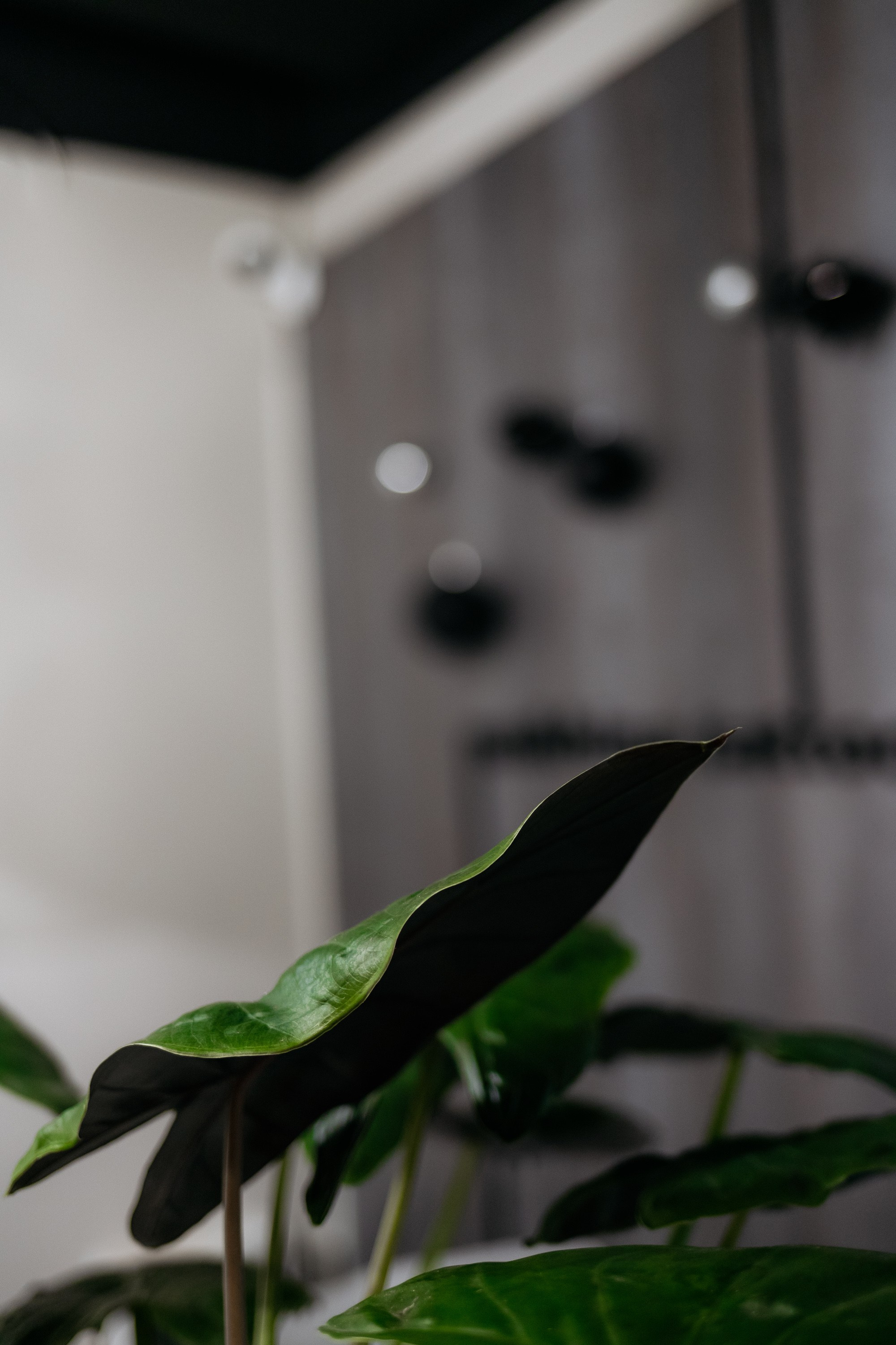 MUKHINA TATTOO. СВОИ. ФОТООТЧЕТЫ-СОБЫТИЯ-МЕСТА