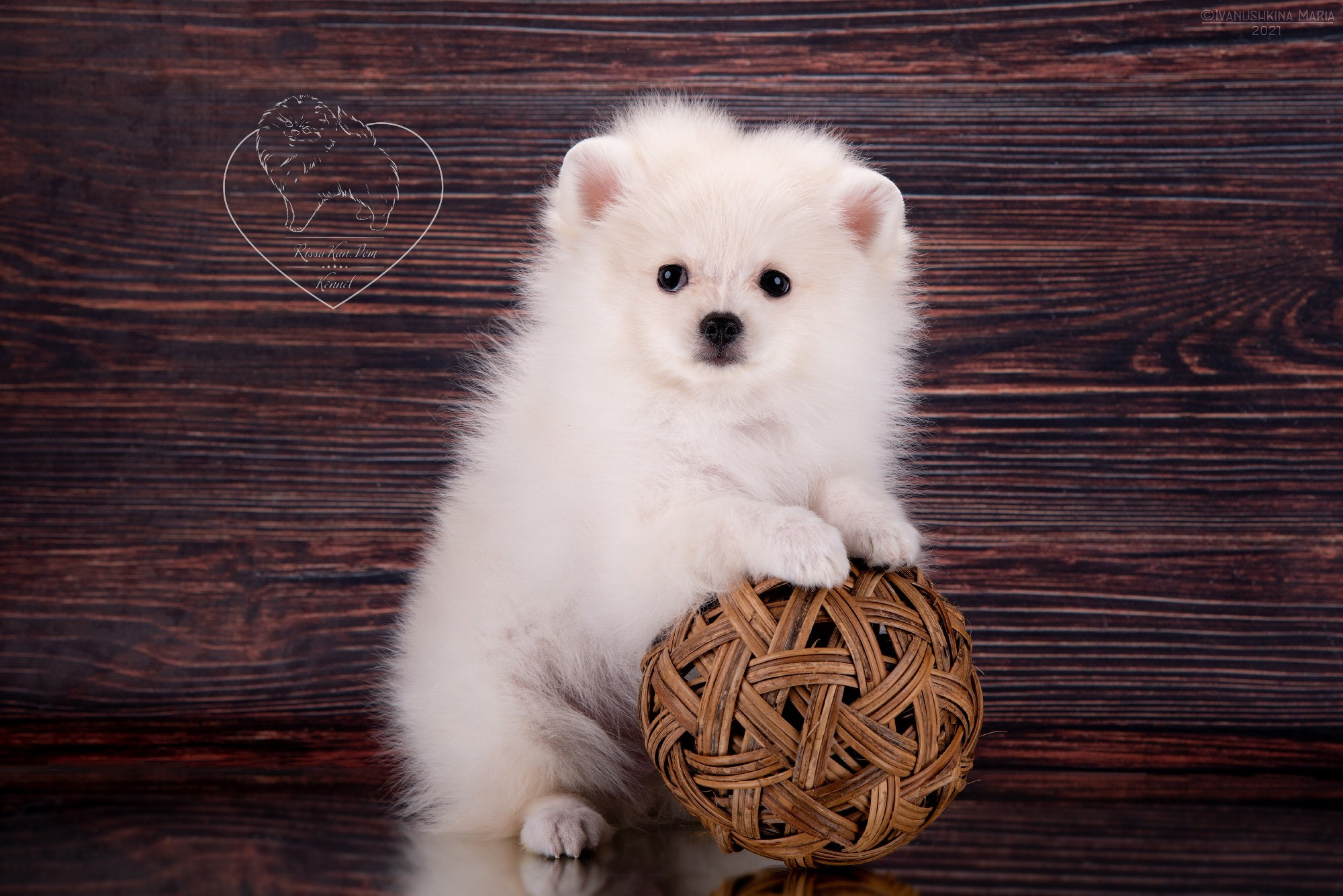 Фотосессия щенков на фонах. Фотограф собак в Москве и Московской области Иванушкина Мария