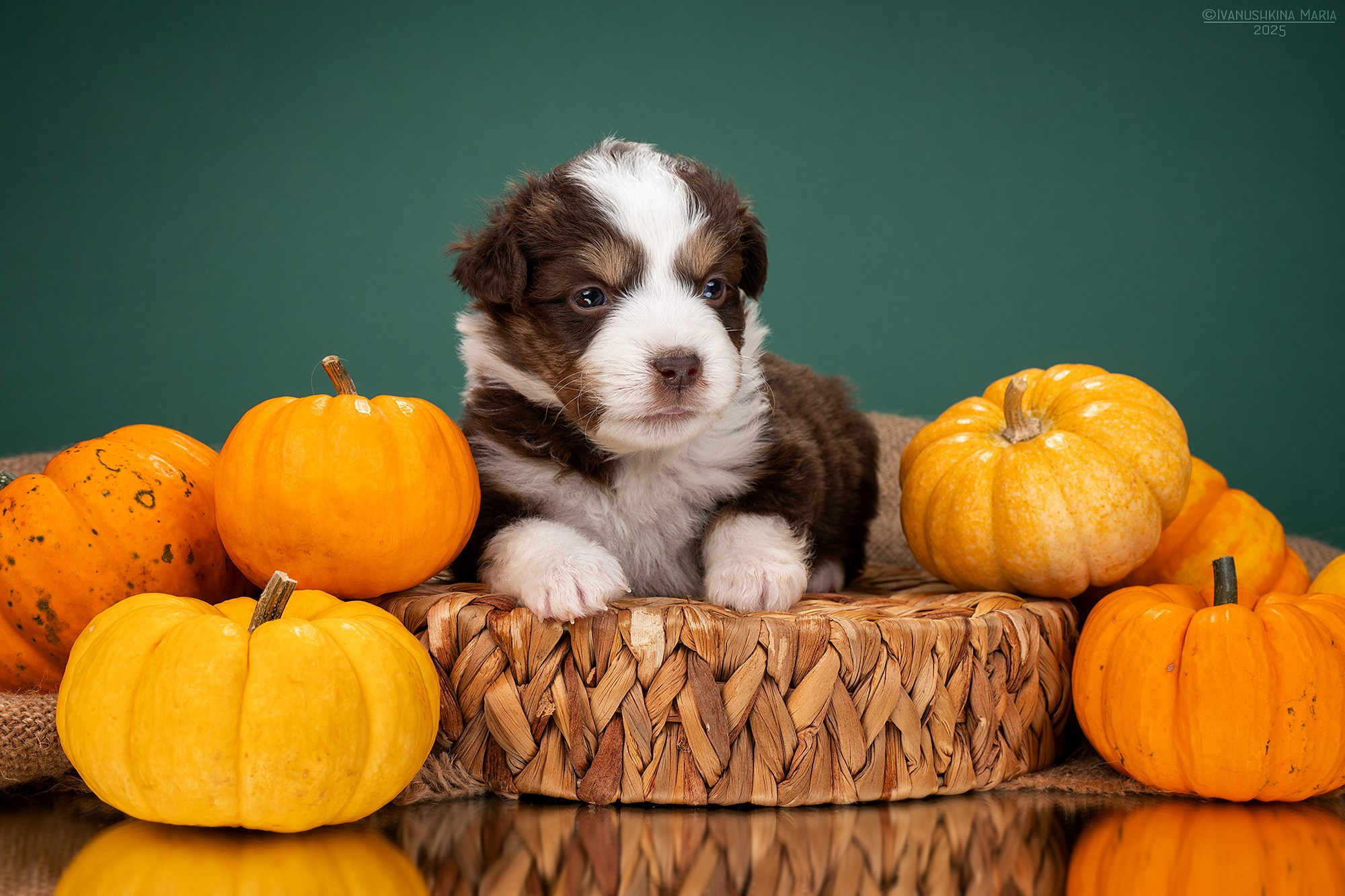 Фотосессия щенков на фонах. Фотограф собак в Москве и Московской области Иванушкина Мария