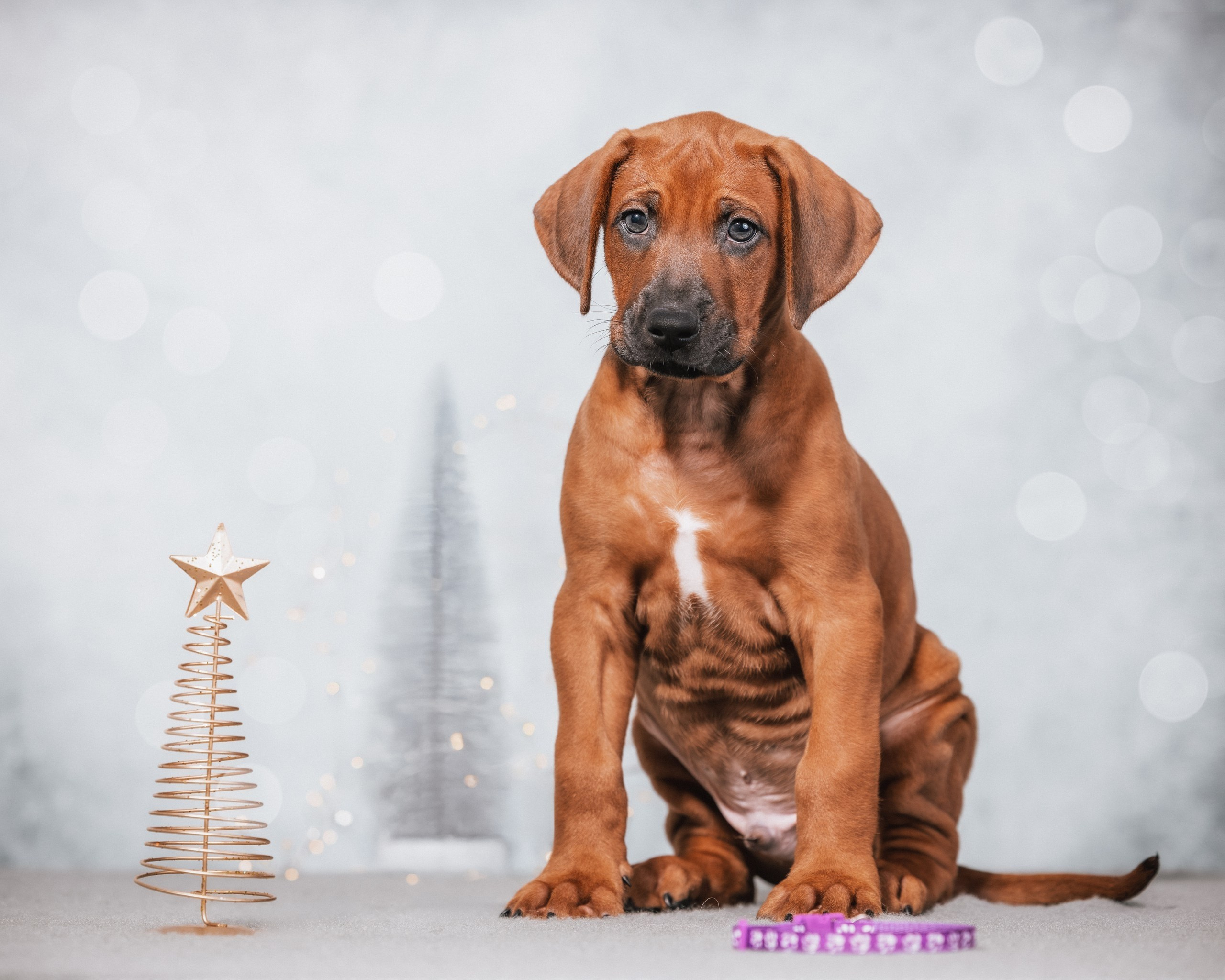 VIVA VERITAS Iz Doma Narayzi (1). Rhodesian Ridgebacks in St. Petersburg