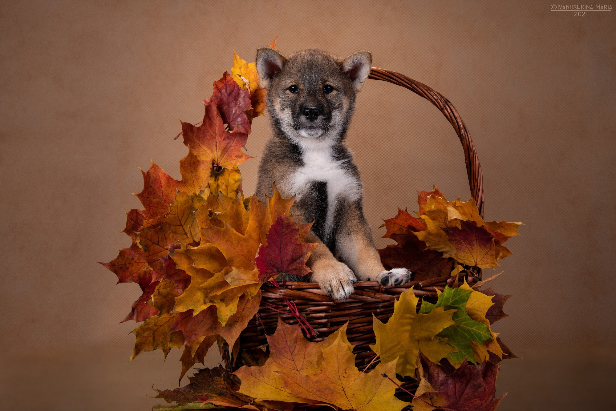Фотосессия щенков на фонах. Фотограф собак в Москве и Московской области Иванушкина Мария