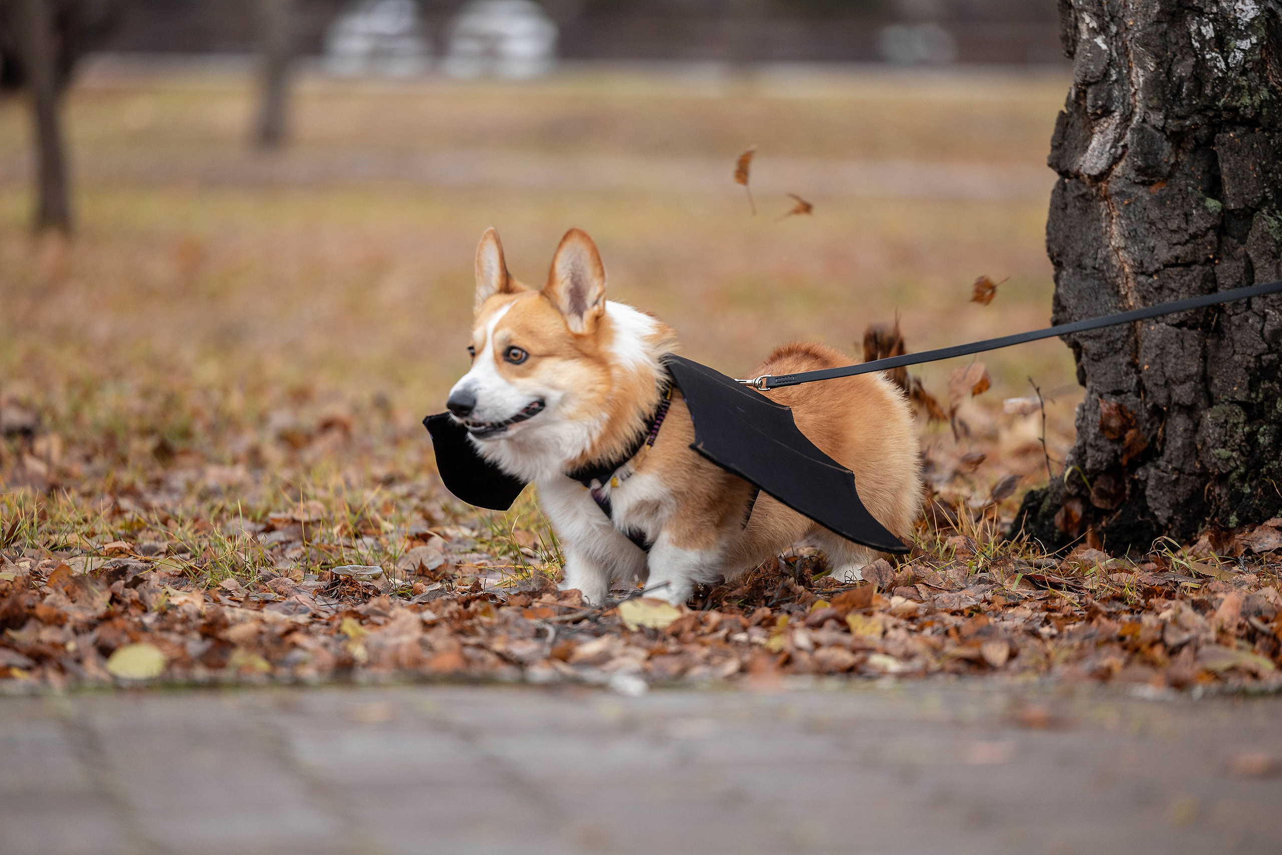 Корги-туса. Фотограф-анималист в Омске Екатерина Маричева