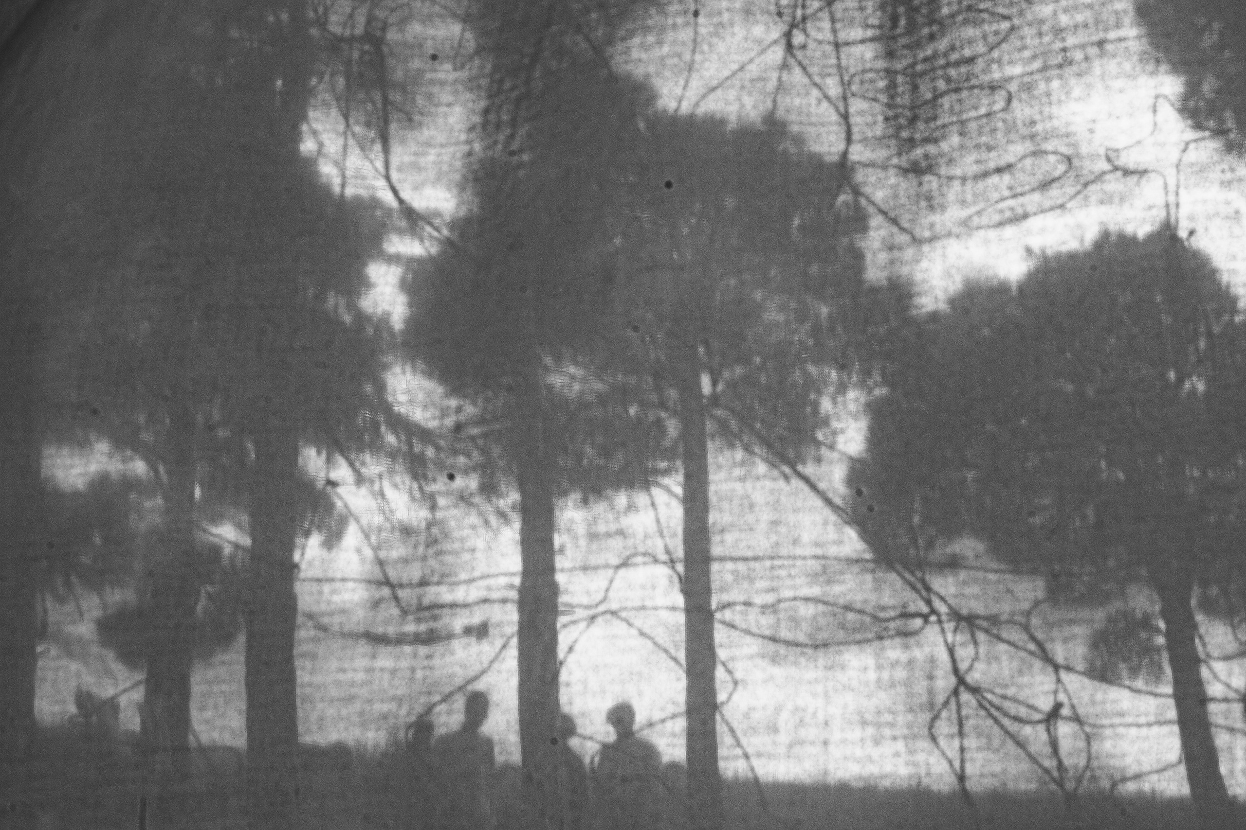 The exhibition under trees. KST