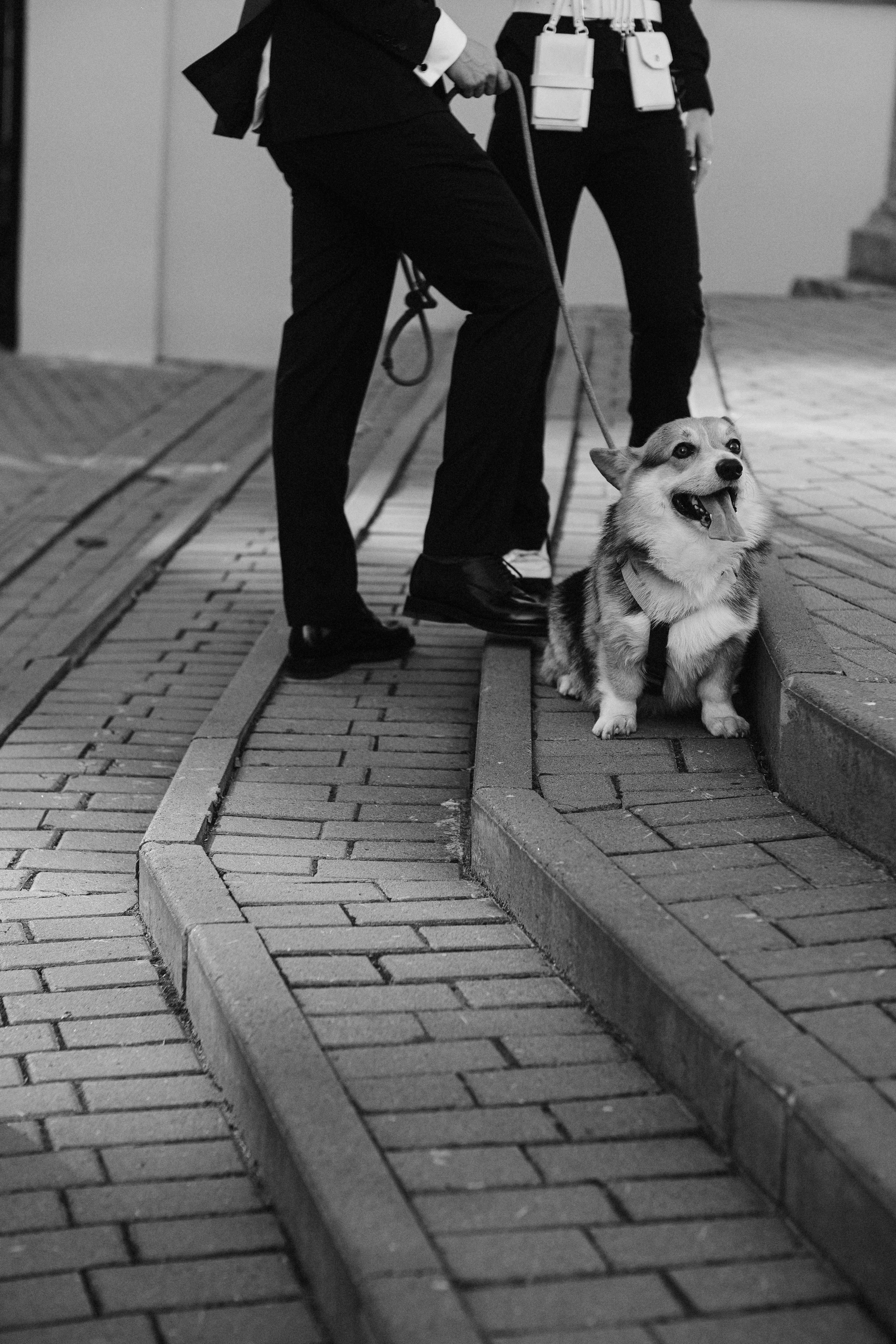 Love&Paws. Сентиментальная свадебная фотография