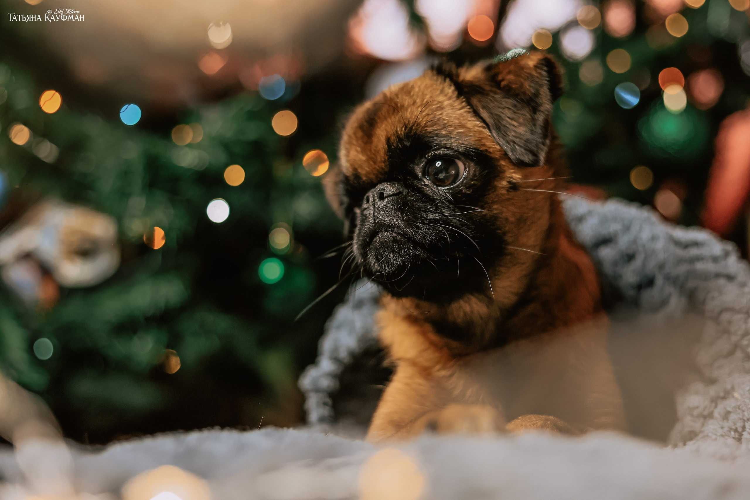 Малый брабансон, фотография брабансон, красивая собака, фотограф анималист, фотокурс Анималистика, научиться фотографировать собак, фотограф Новосибирск
