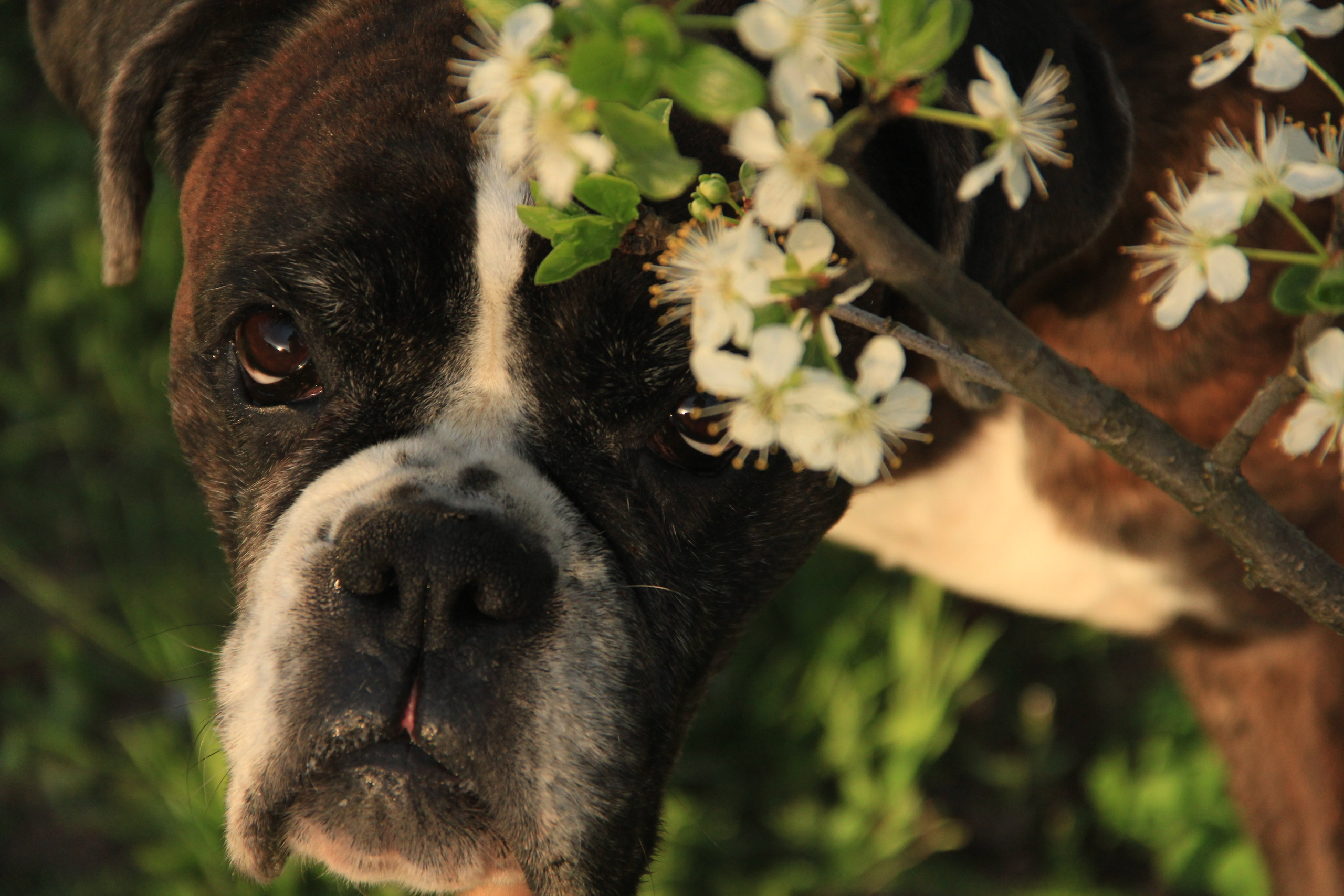 Онлайн-курс по съемке собак. Фотограф Анастасия Ветковская, Москва
