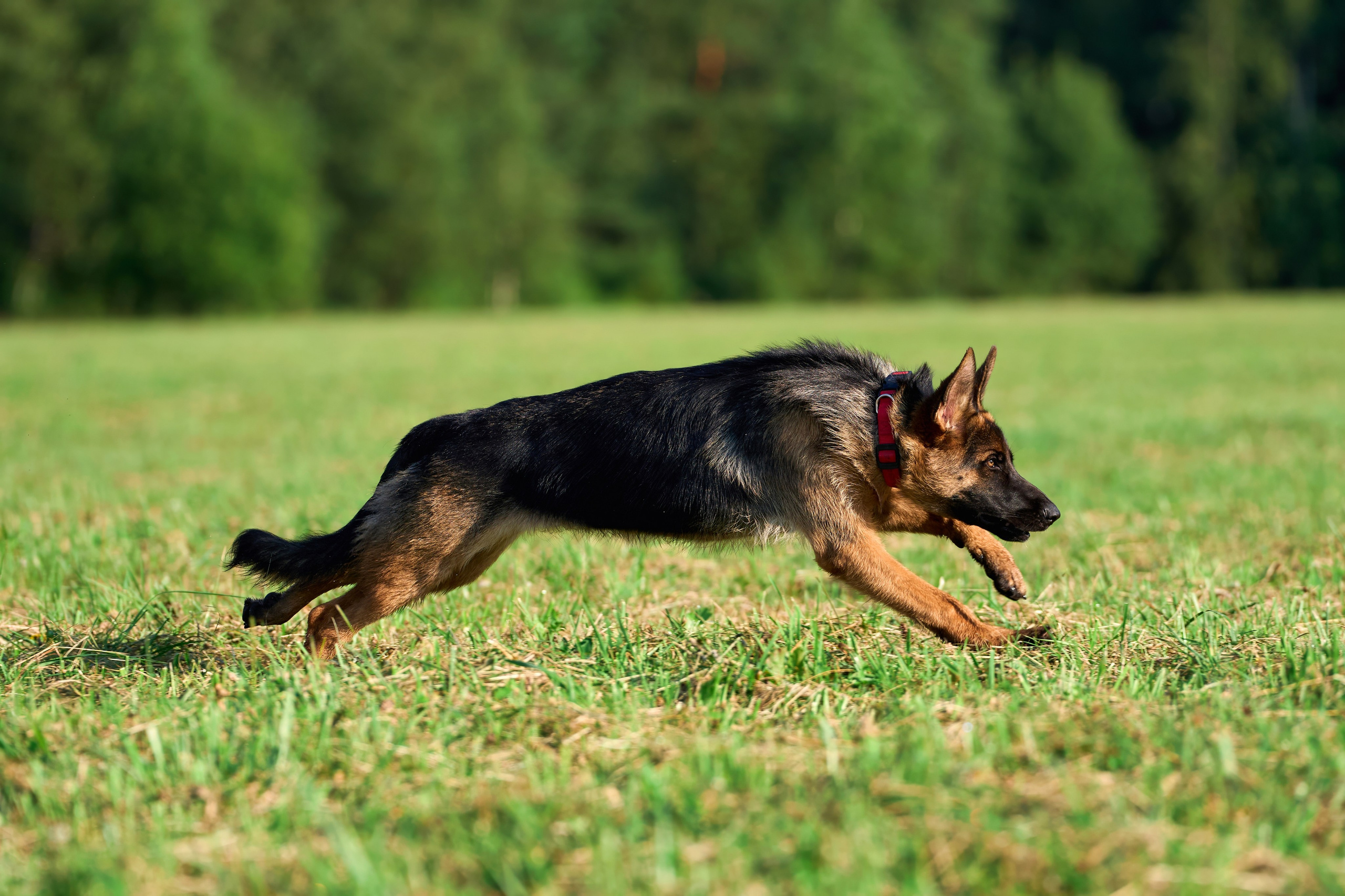 Тренировка в Донино. Фотограф-анималист Михаил Манухин