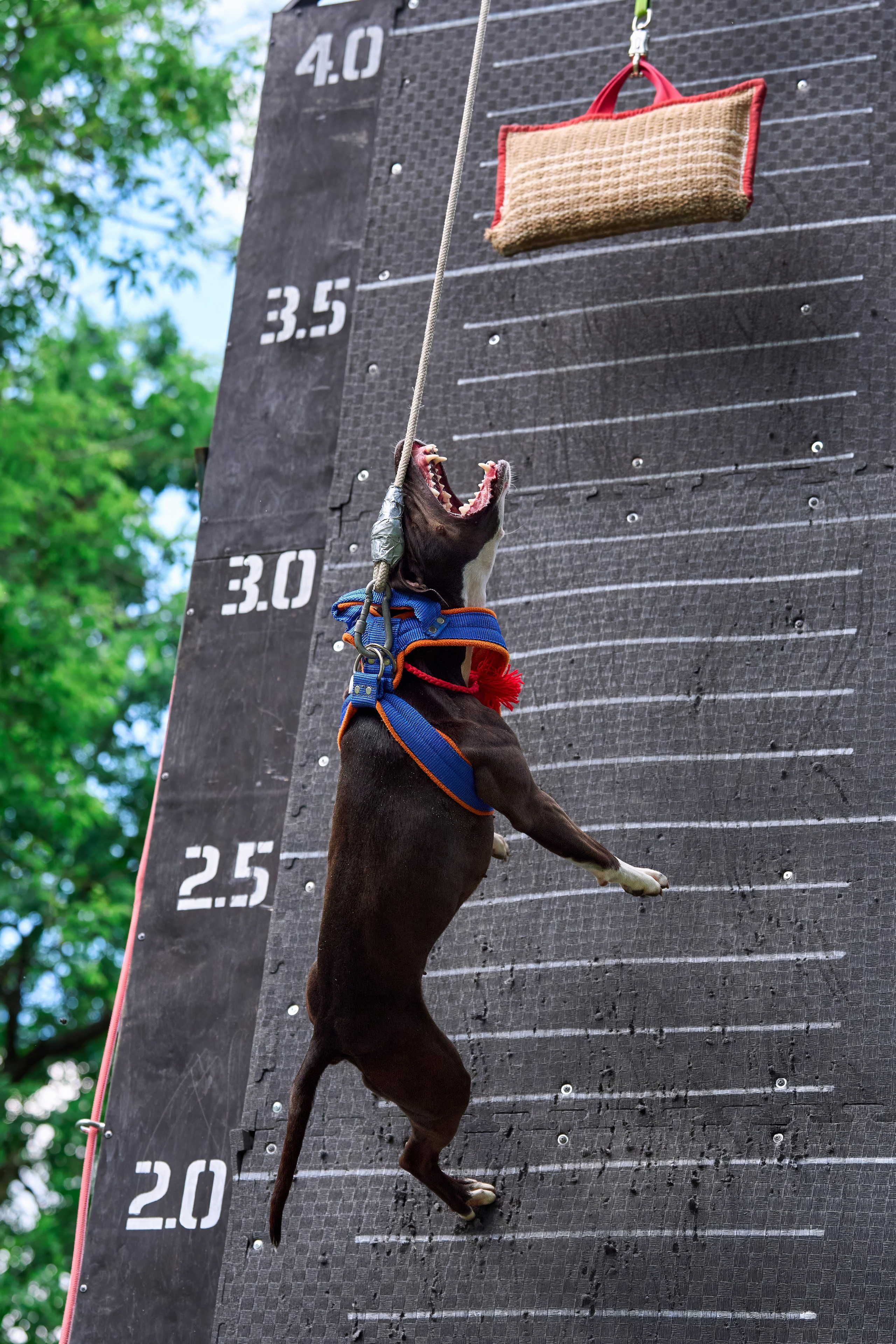 Двухдневные соревнования «Jump'n'Gym Fest — 2024». Фотограф-анималист Михаил Манухин