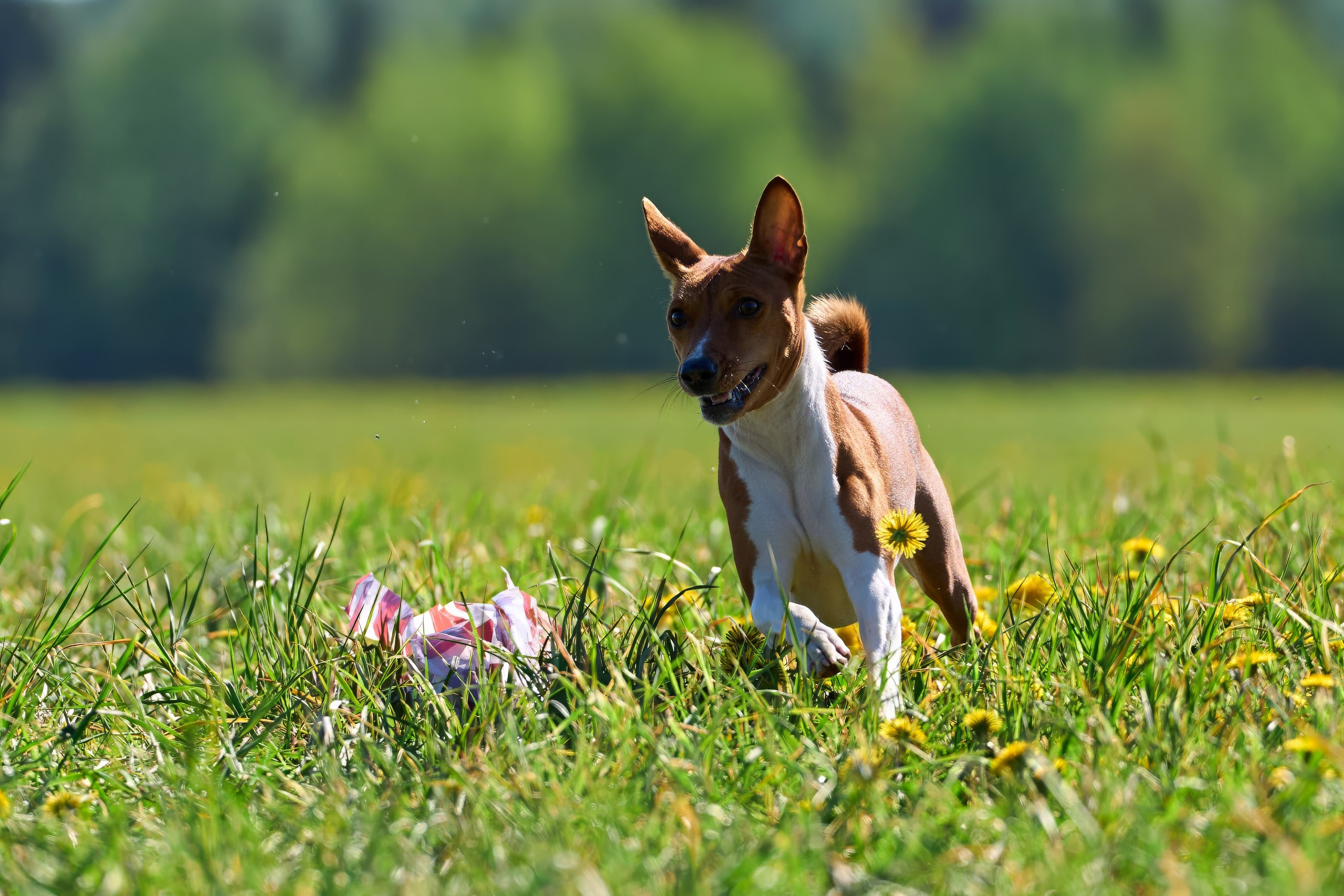 Тренировка по курсингу «на Ярославке». Фотограф-анималист Михаил Манухин