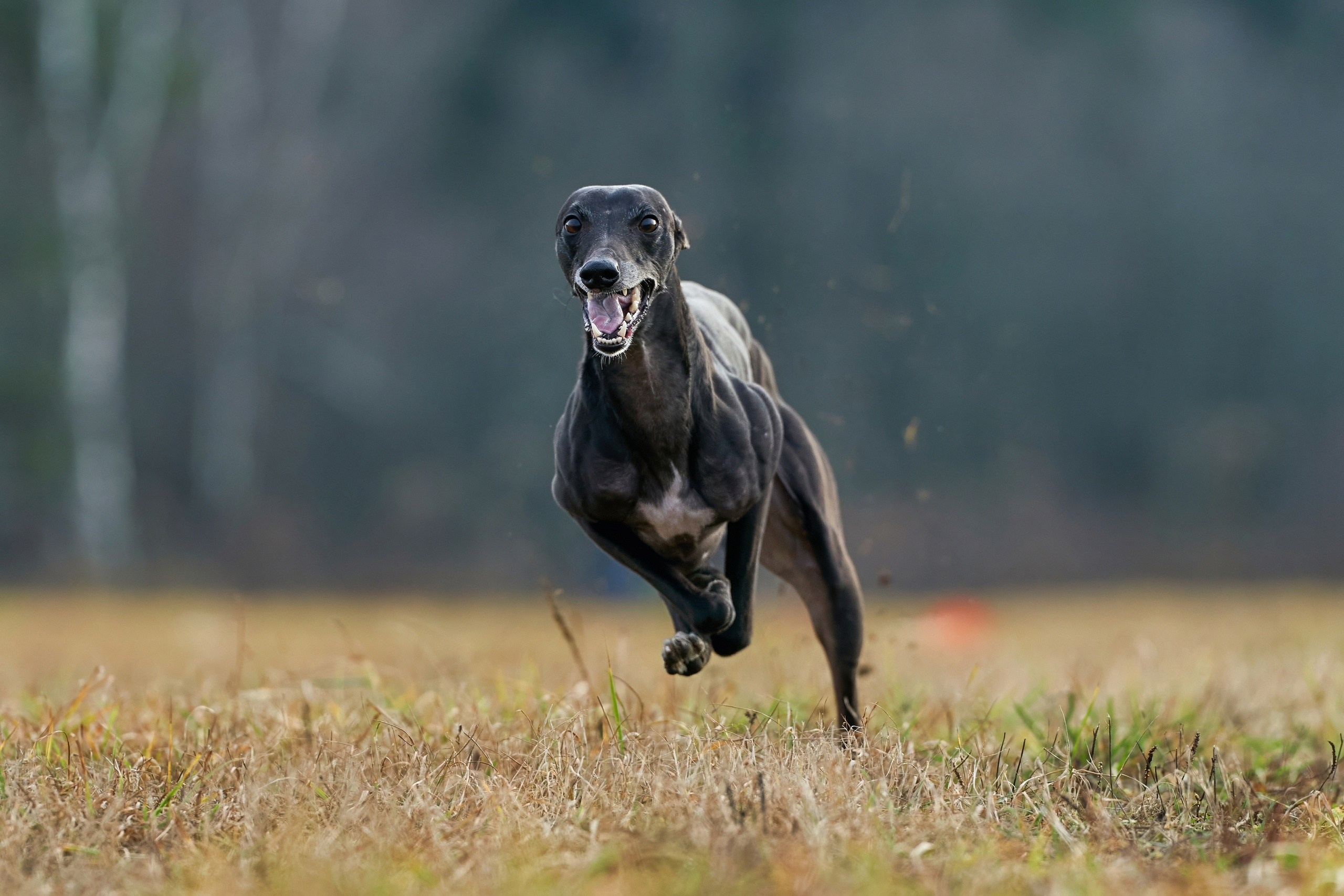 Состязания свор «Тройки». Фотограф-анималист Михаил Манухин