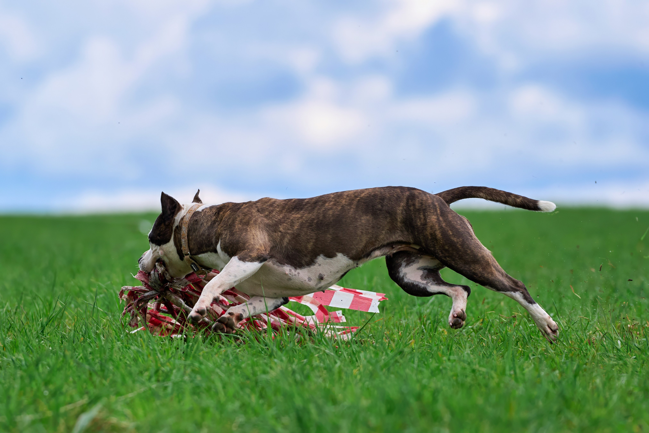 Тренировка по курсингу «на Ярославке». Фотограф-анималист Михаил Манухин
