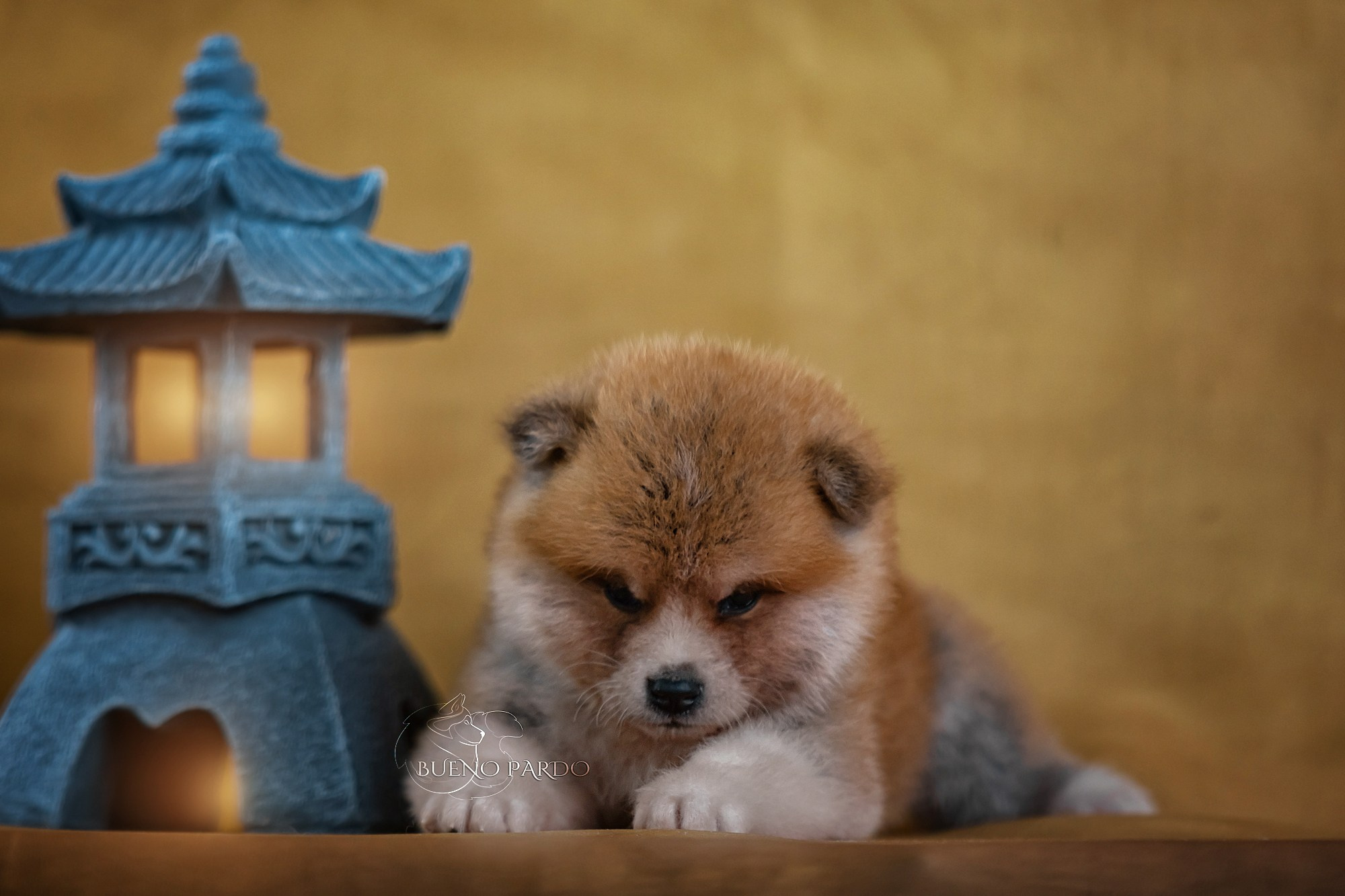 Щенки японской акита ину из питомника. Питомник собак Акита, Хаски, Корги