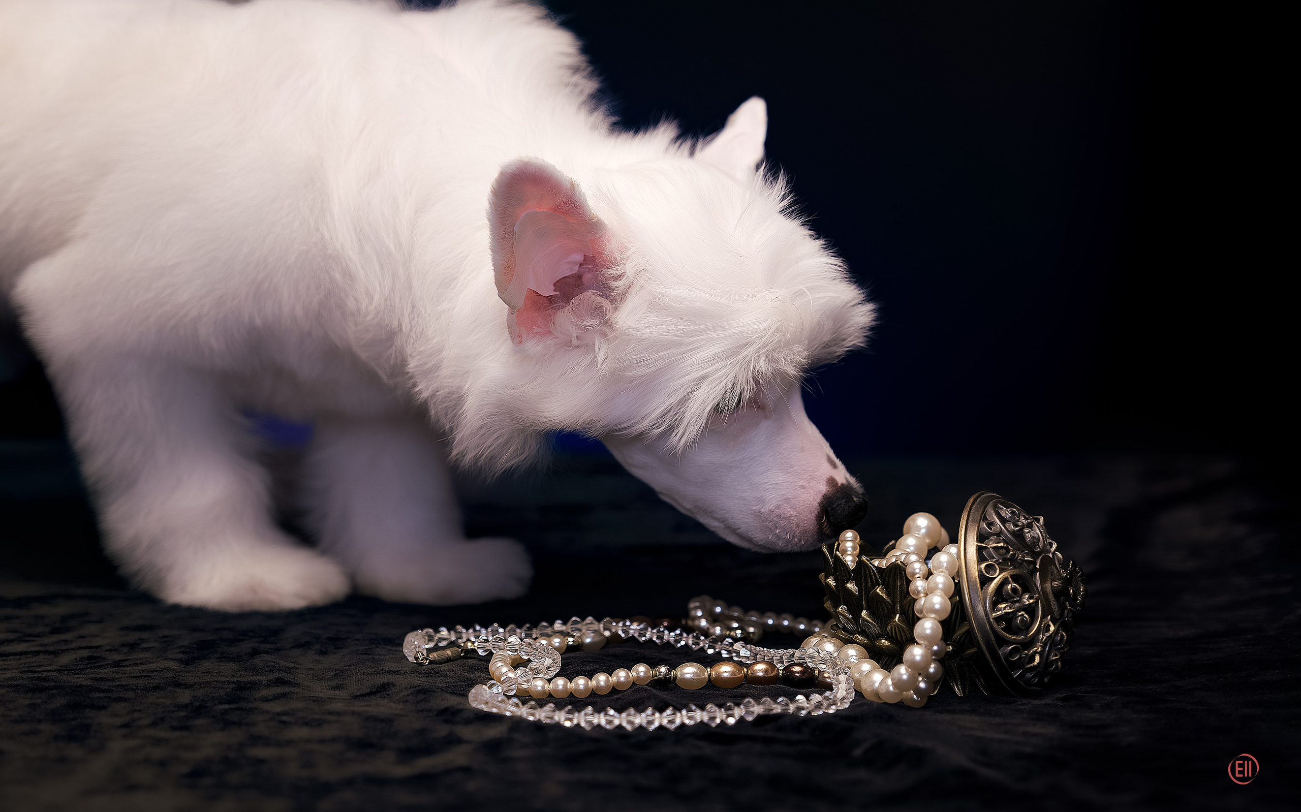 First photo session of the litter “F” of the Laisan Island kennel. Chinese Crested Dog Kennel Poale Ell