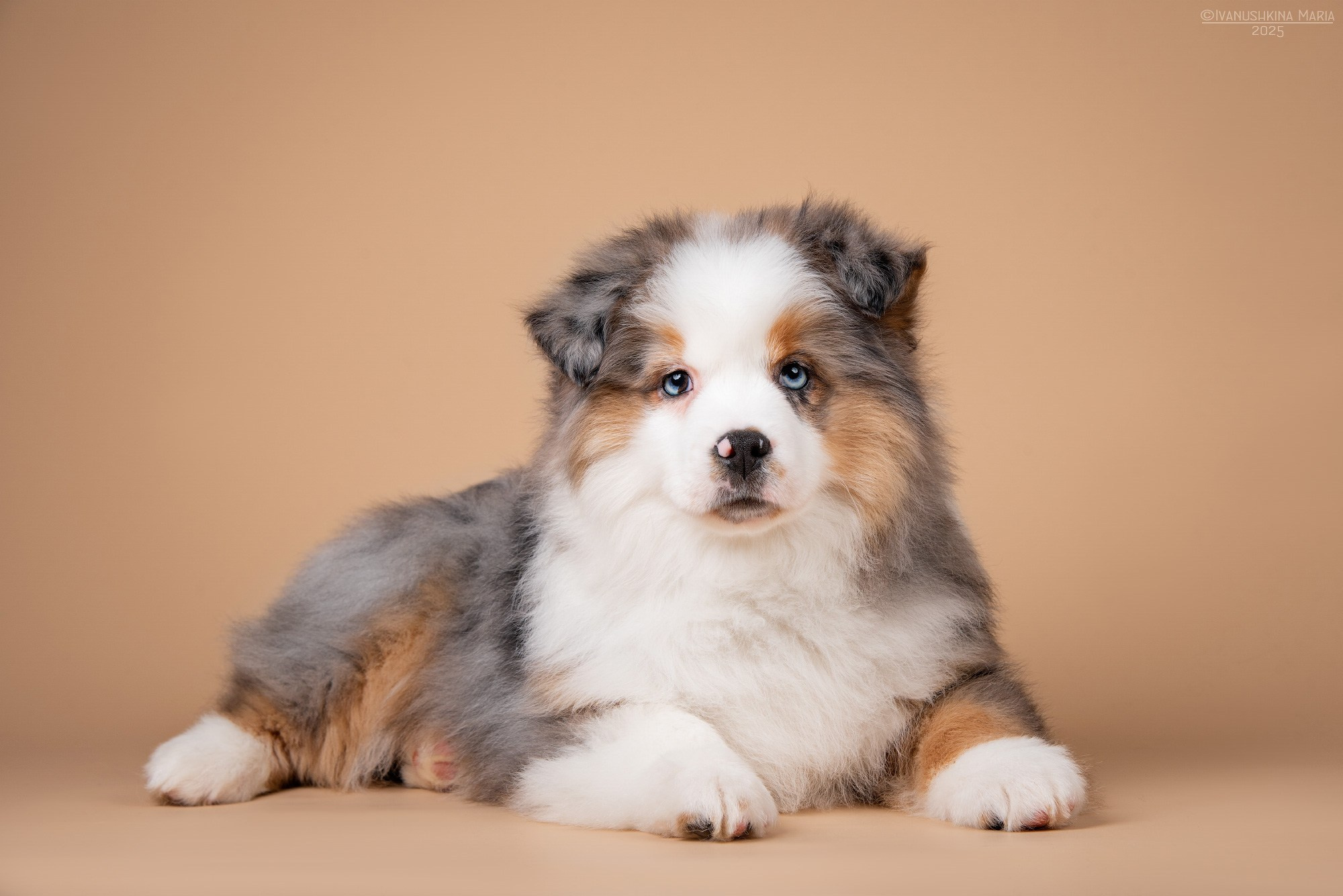 Фотосессия щенков на фонах. Фотограф собак в Москве и Московской области Иванушкина Мария