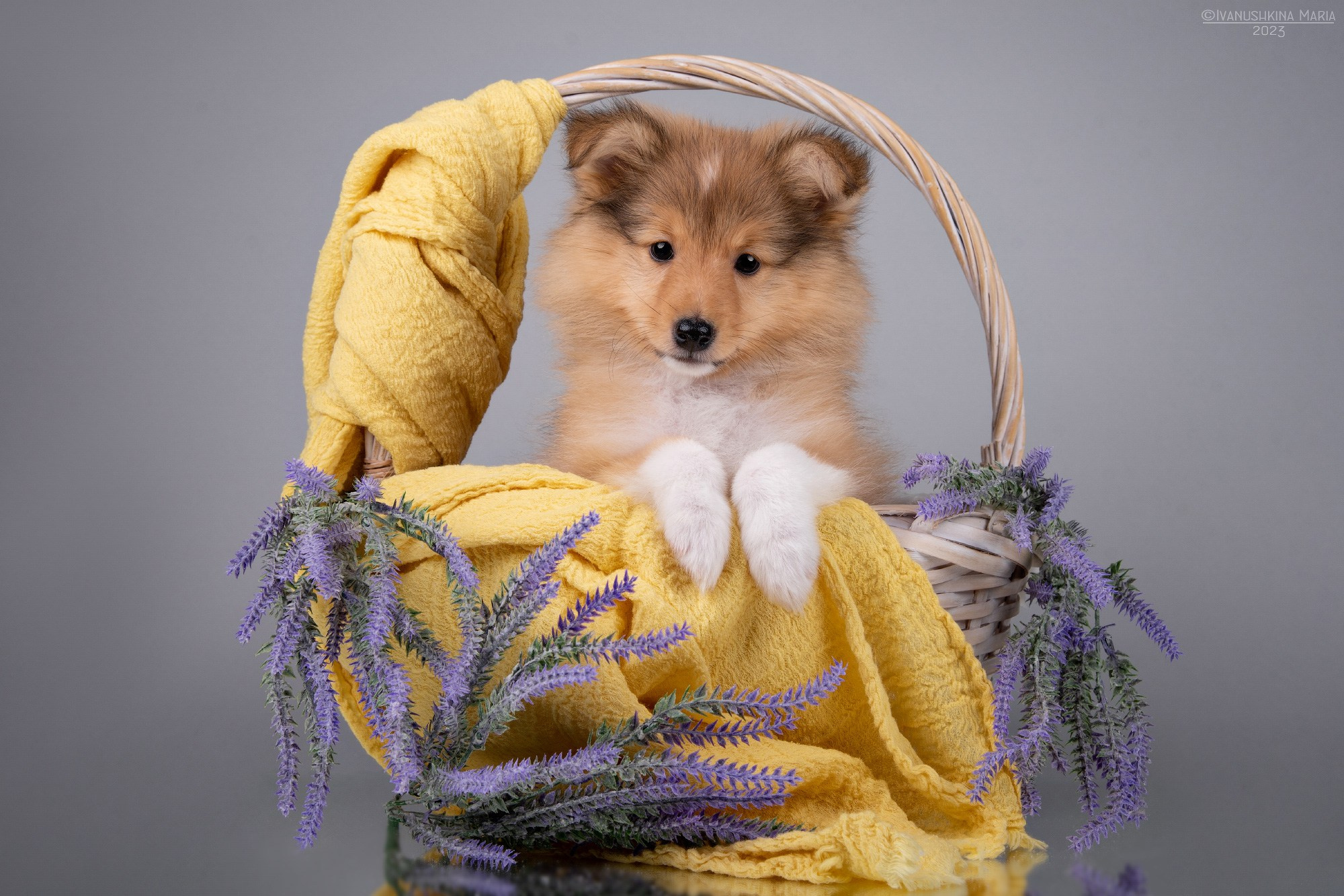 Фотосессия щенков на фонах. Фотограф собак в Москве и Московской области Иванушкина Мария