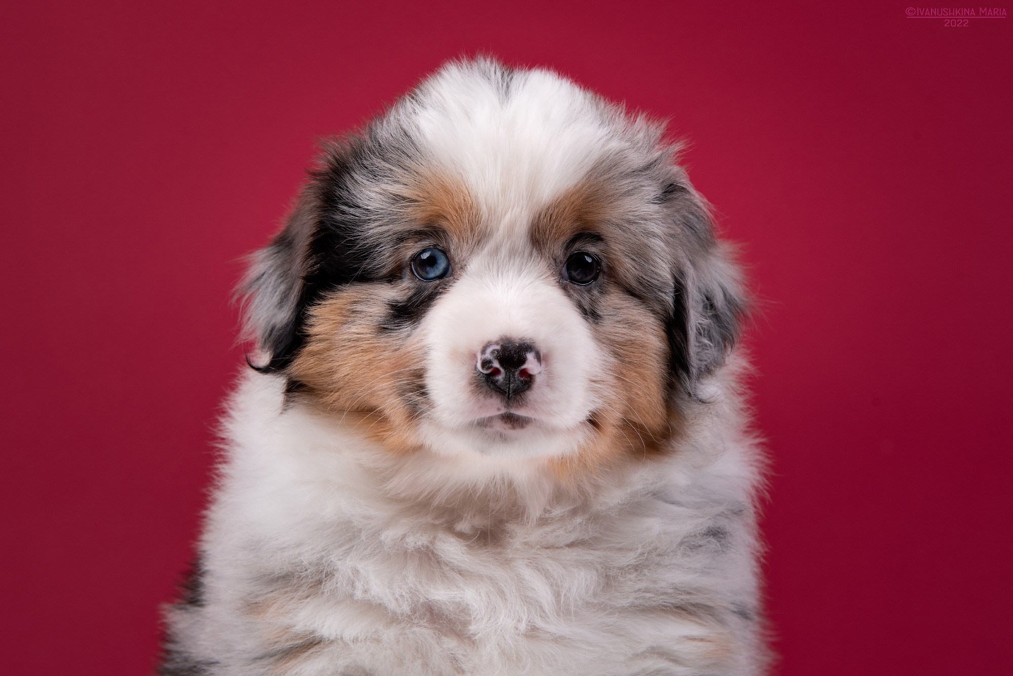 Фотосессия щенков на фонах. Фотограф собак в Москве и Московской области Иванушкина Мария