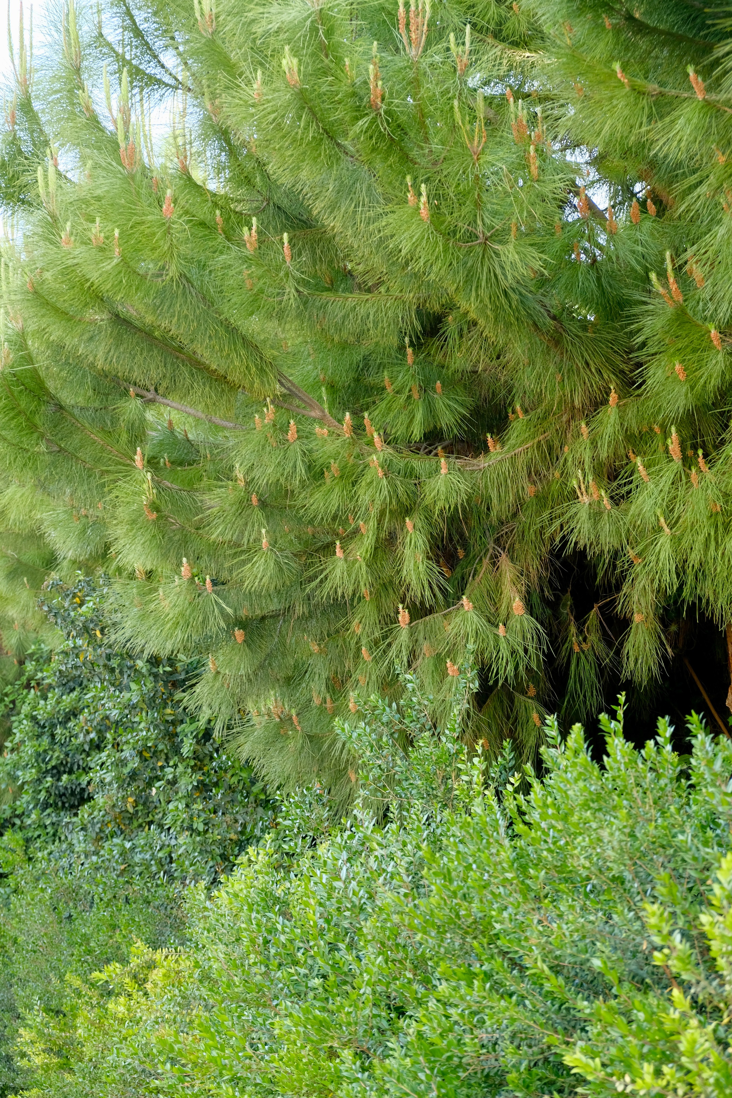 Парки Валенсии. Гид и фотограф в Валенсии Новиков Михаил
