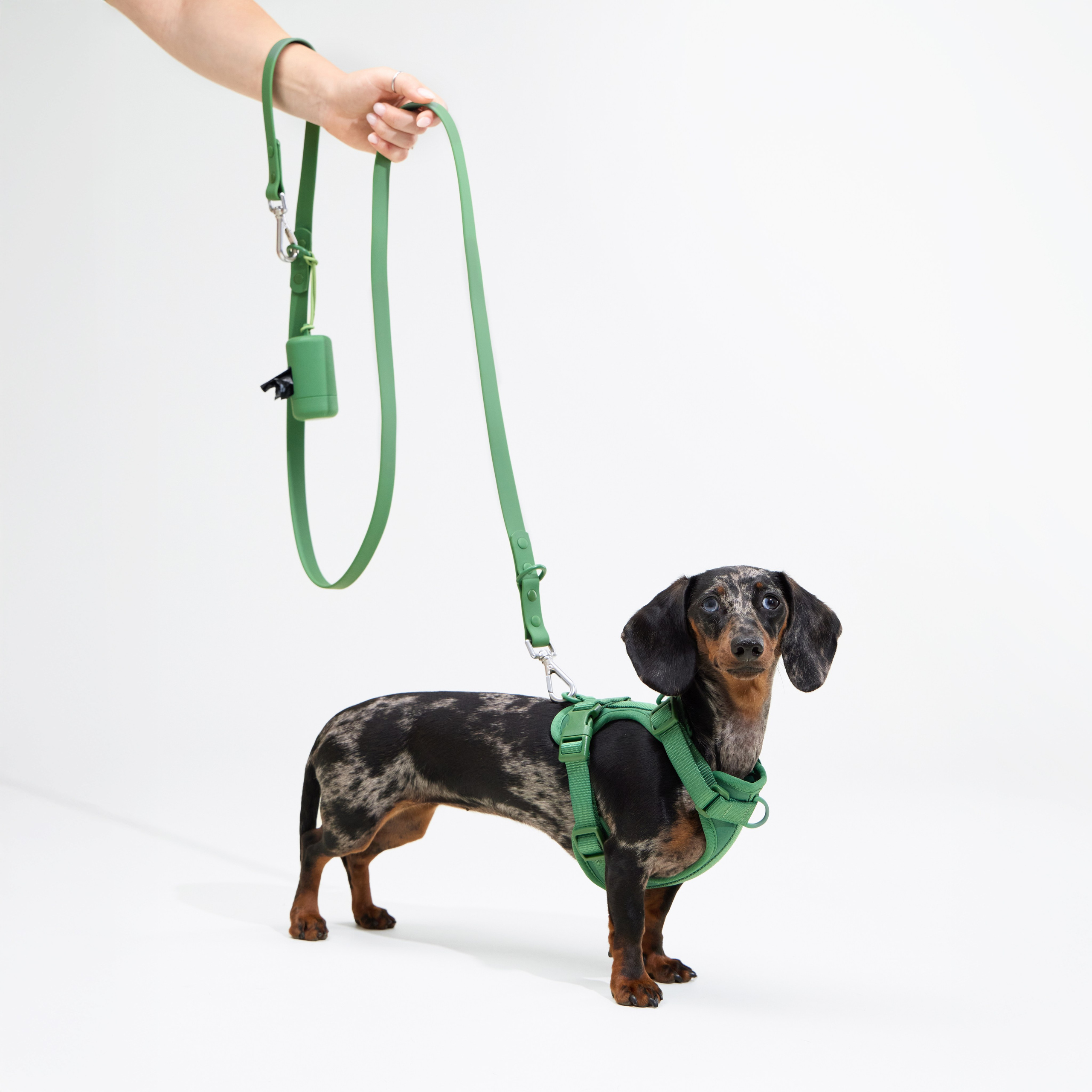 Pet Advertising Photography | Commercial Shoots with Dogs & Cats. Dog photographer Averianova Anna — Art photography of dogs