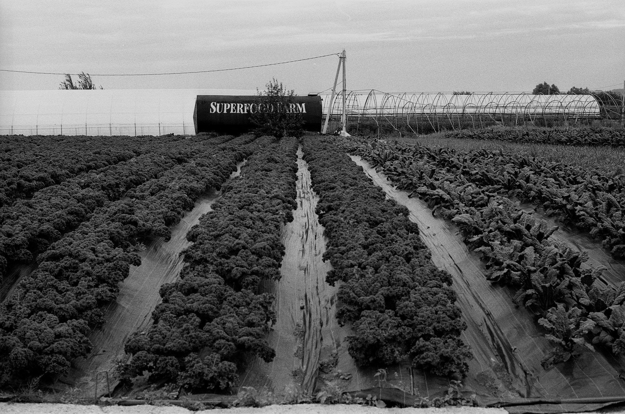 SuperFoodFarm. The history of the farm. Another person Pavel Potseluev. A photographer in 2025