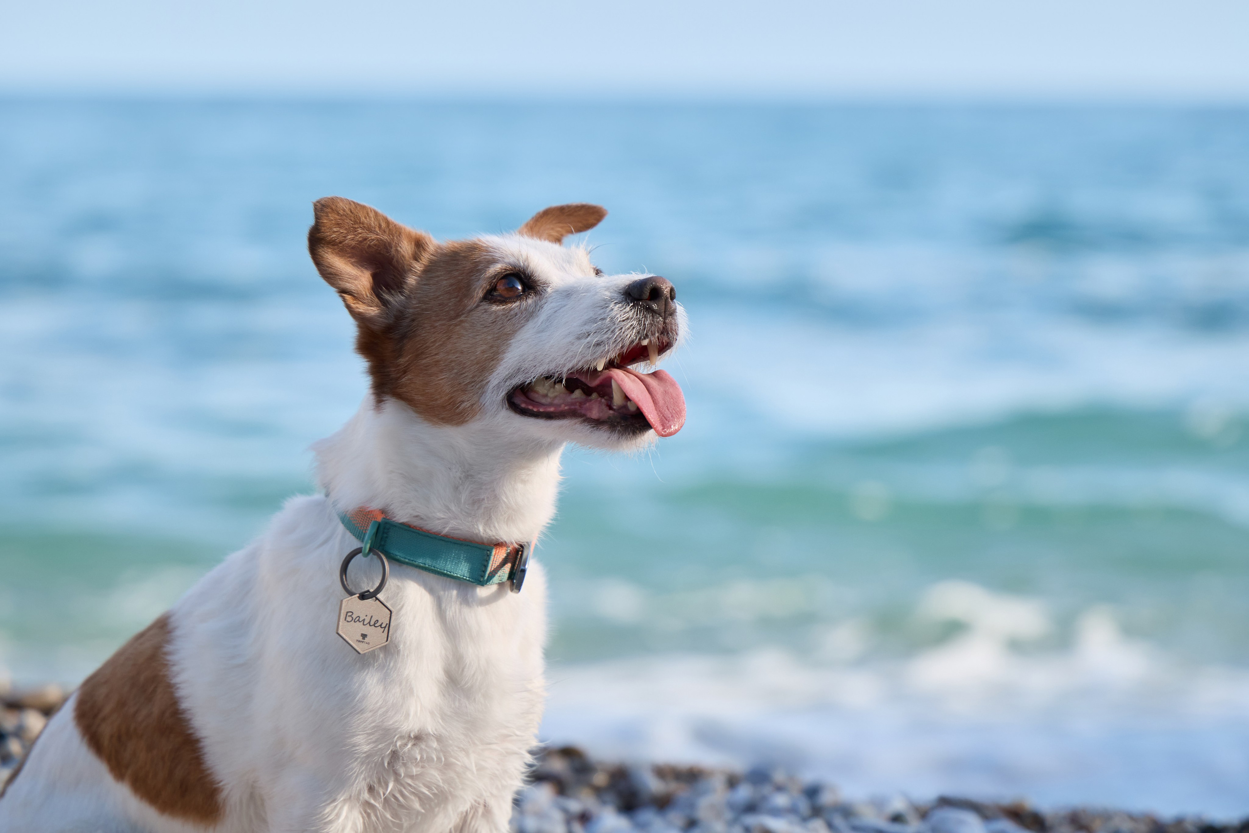 Pet Advertising Photography | Commercial Shoots with Dogs & Cats. Dog photographer Averianova Anna — Art photography of dogs