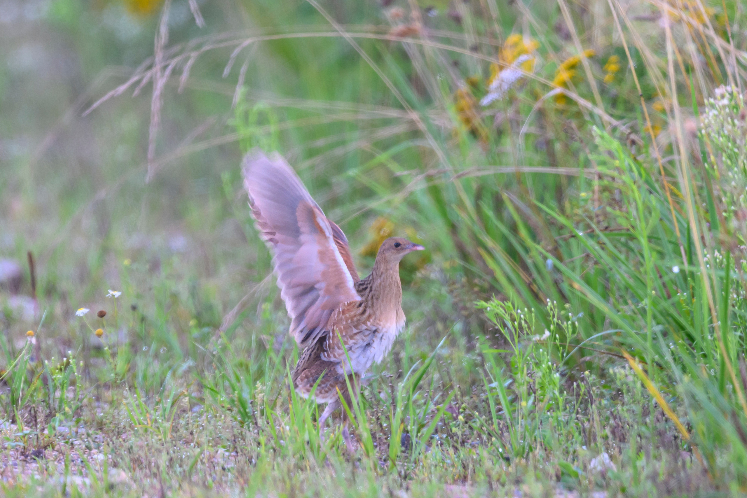 Коростель учится летать. Wildlife photography by Sergey Puponin