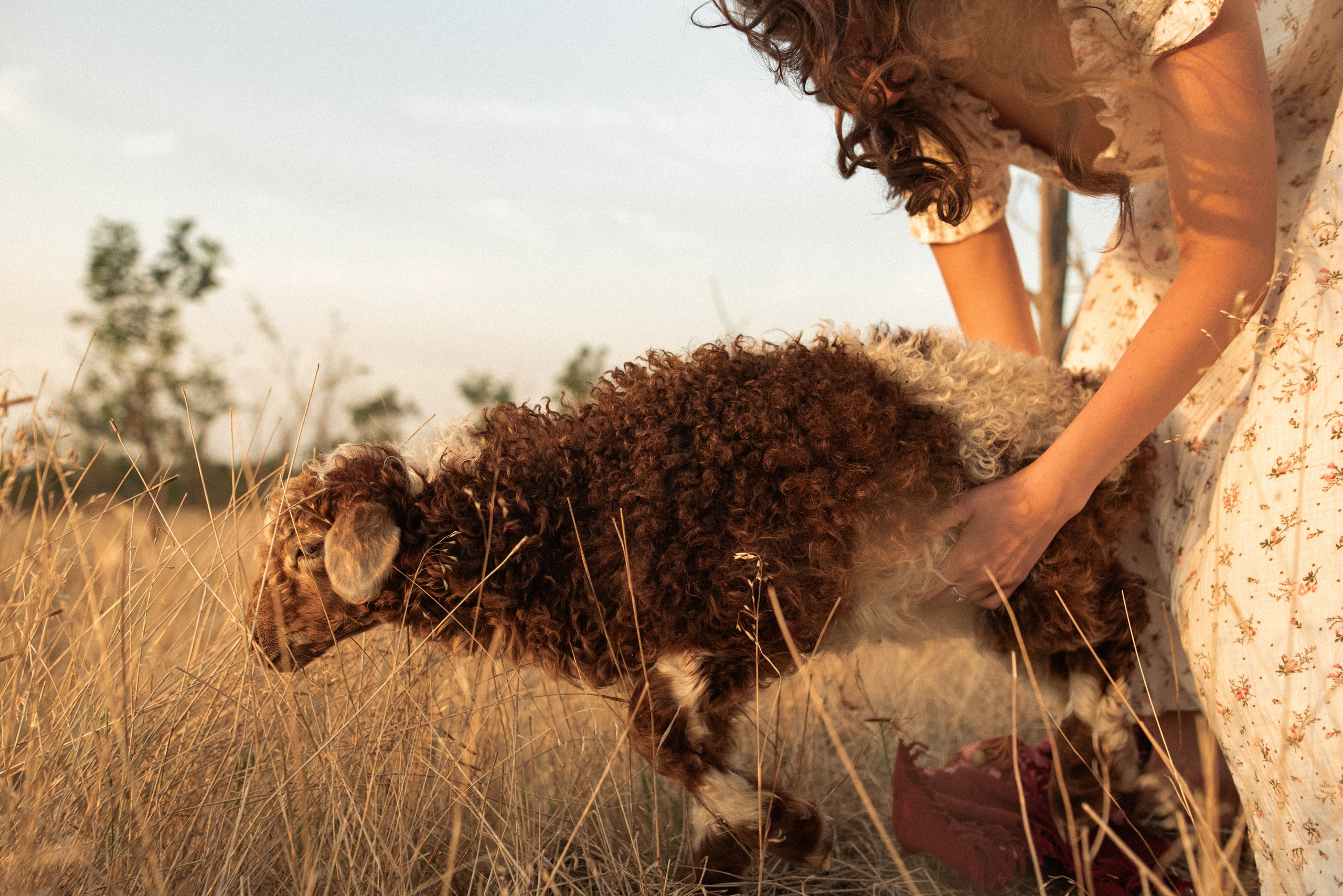 Пастухи и пастушки. Или ещё одна история о любви. Семейный и детский фотограф в Санкт-Петербурге Татьяна Дмитренко