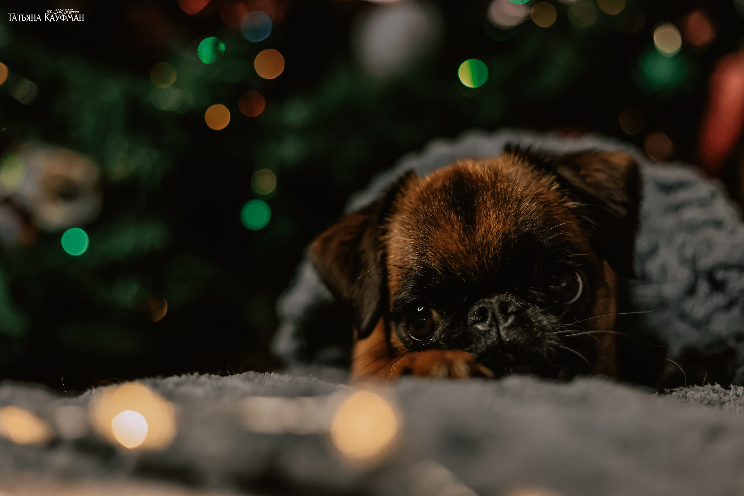 Малый брабансон, фотография брабансон, красивая собака, фотограф анималист, фотокурс Анималистика, научиться фотографировать собак, фотограф Новосибирск