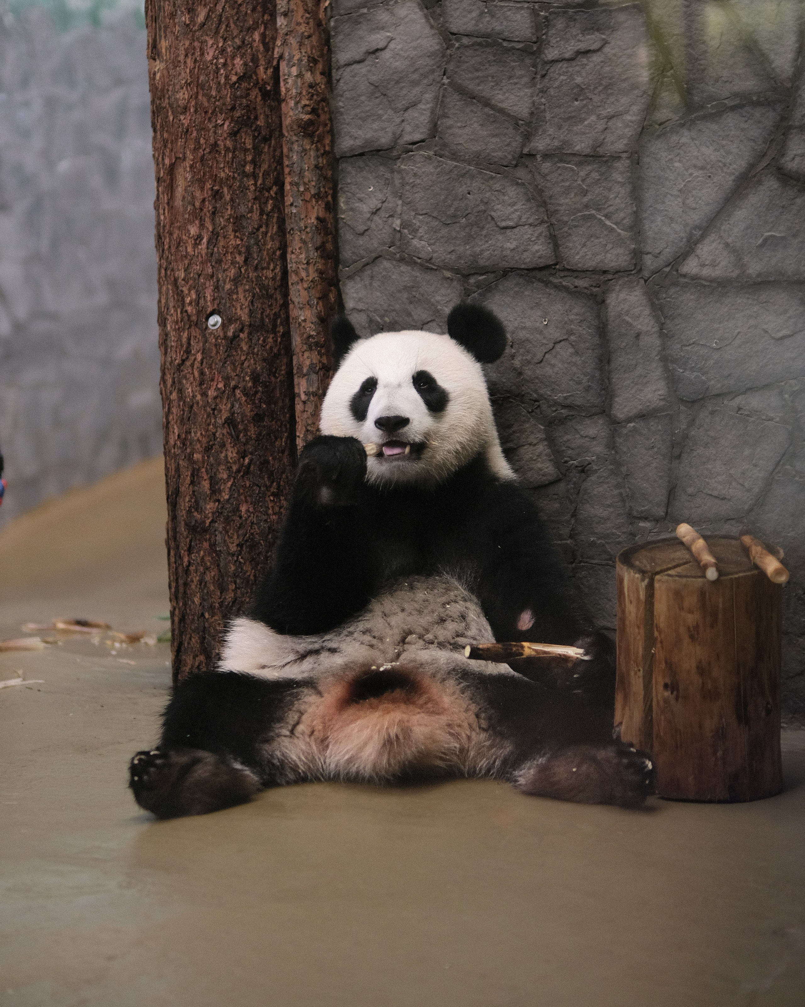 Панда Катюша в Московском зоопарке зимой, большая панда в вольере, зимние прогулки по зоопарку