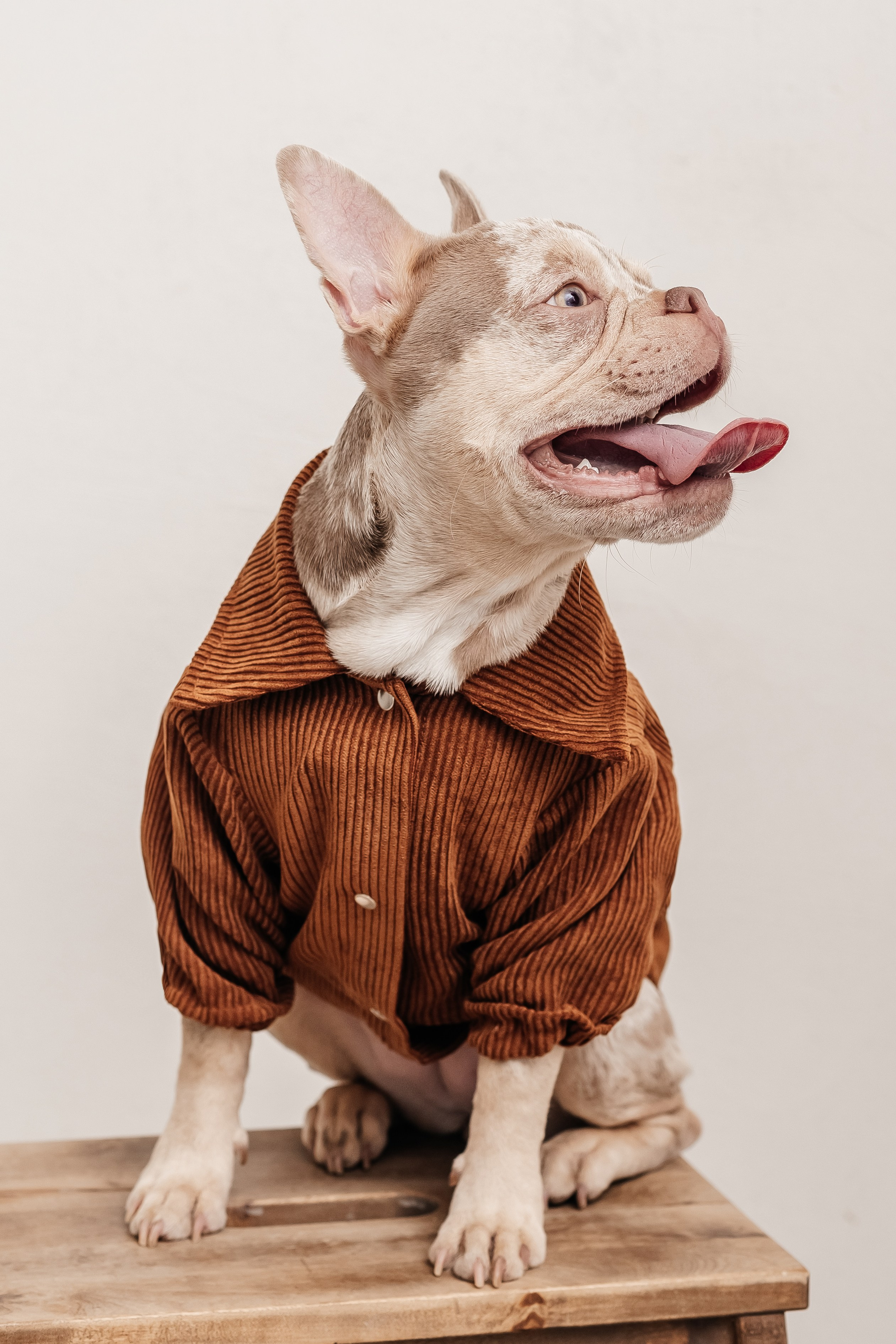 Портфолио animal. Фотограф — анималист Маргарита Хелбен Краснодар