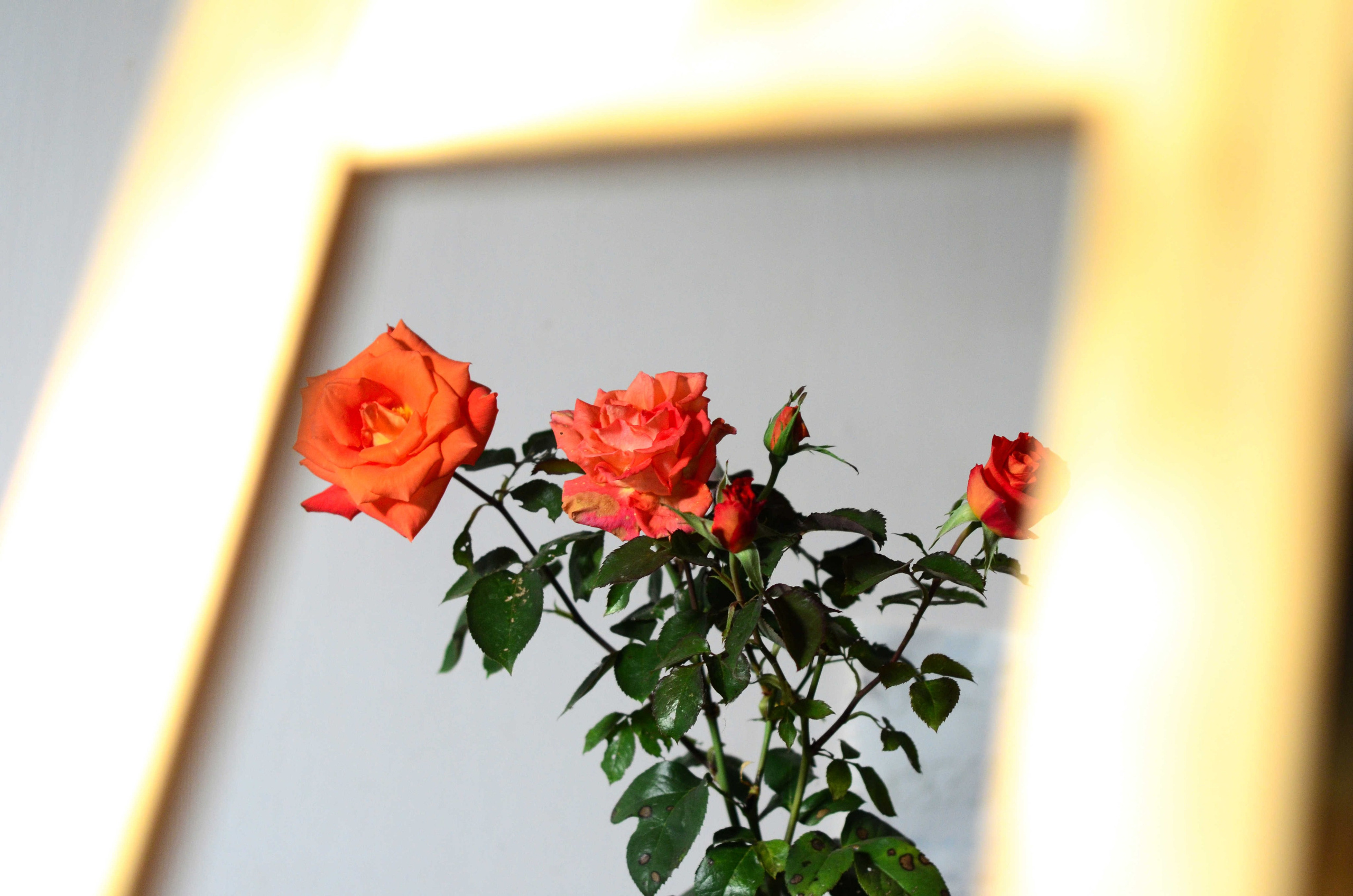 Портретная и предметная фотография. Столярное дело. Дракон и Ведьмочка — творческая коллаборация