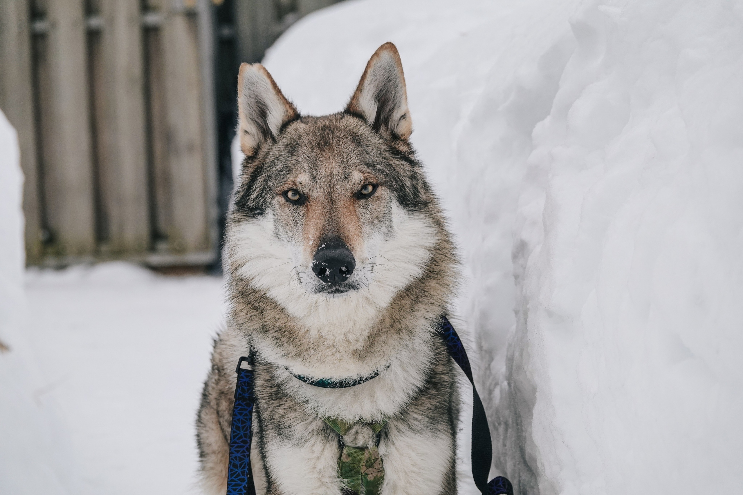 Волчьи старты. Фотограф-анималист в Москве Юлия Лайхо