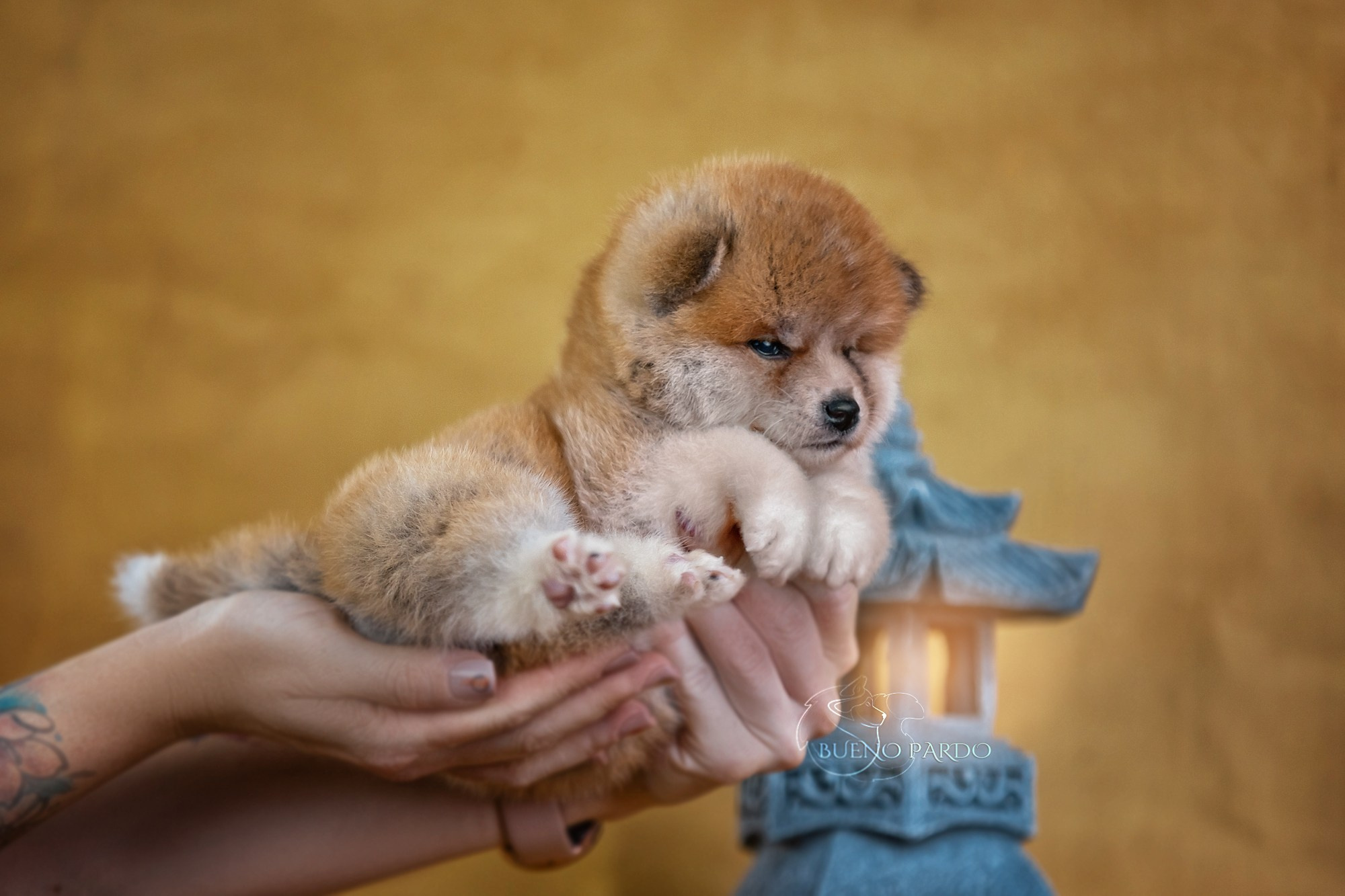 Щенки японской акита ину из питомника. Питомник собак Акита, Хаски, Корги