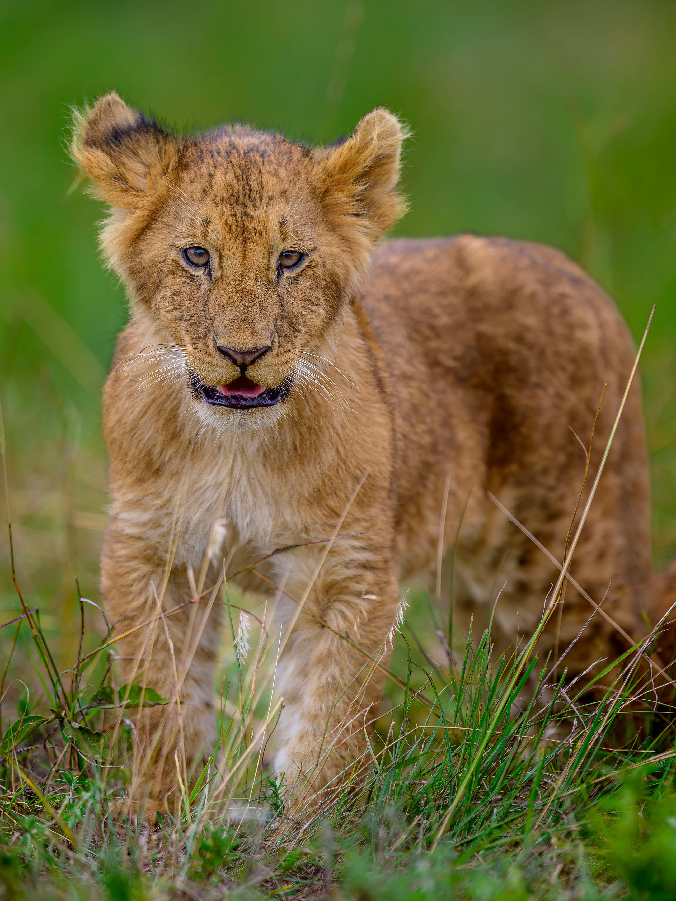Большие кошки | Big cats. Фотограф Сергей Пупонин