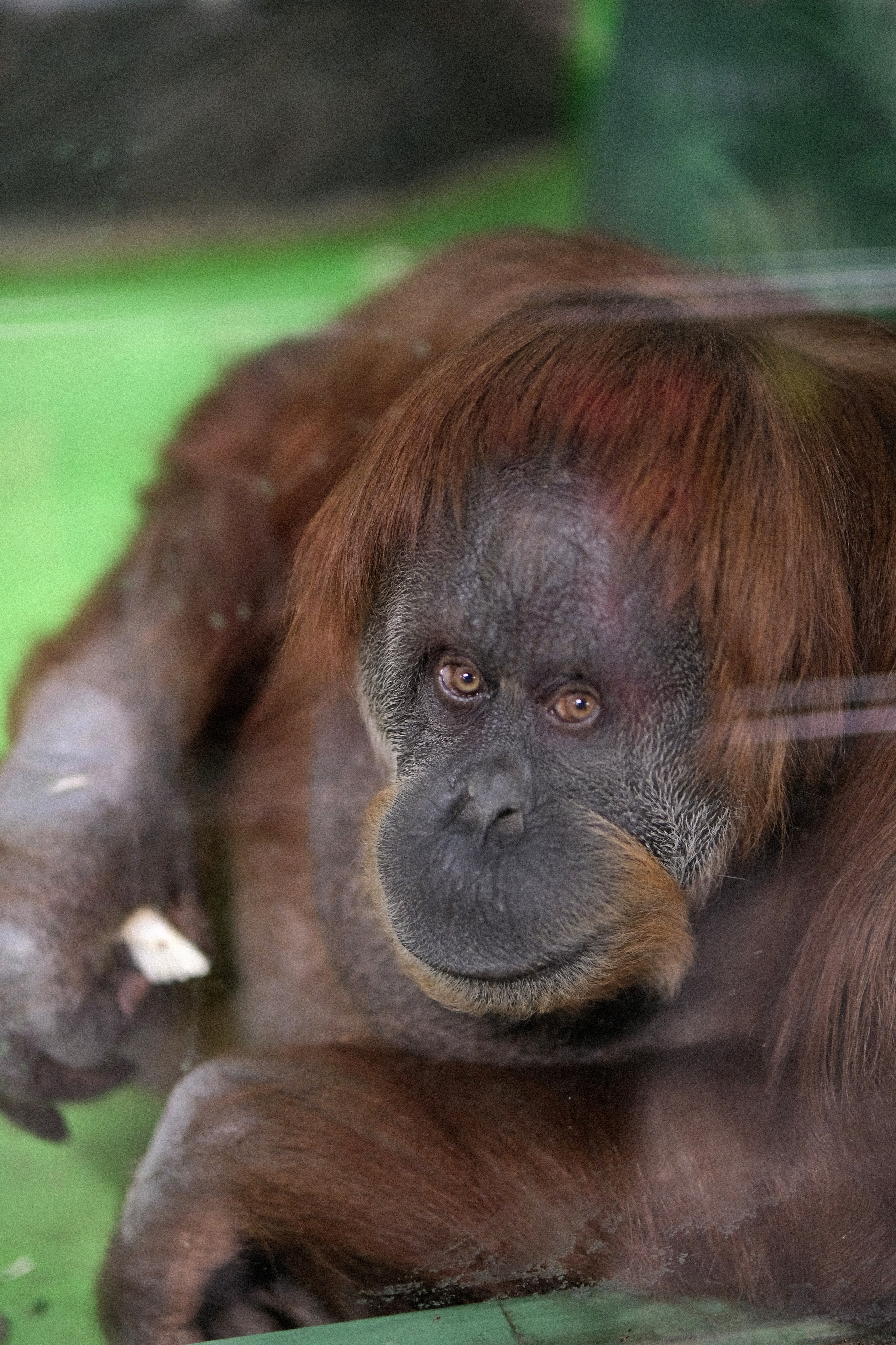 Портрет орангутана в Московском зоопарке, приматы и экспозиции зоопарка