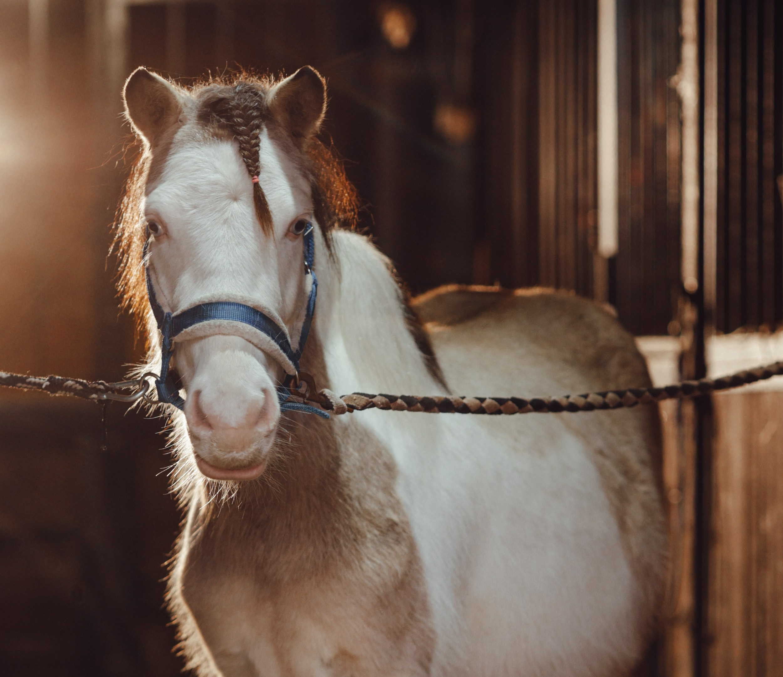 Бамблби. Фотограф Варвара Ермоленко