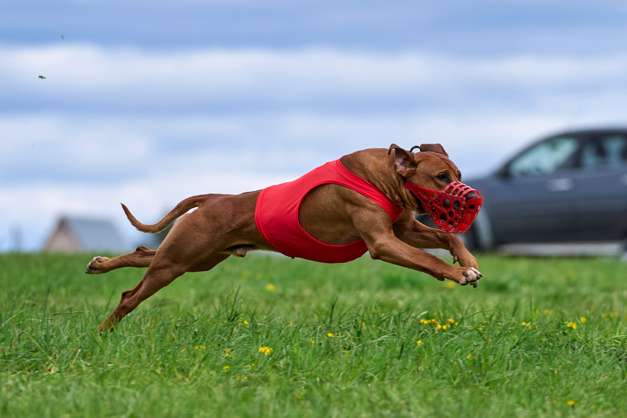 ПЧРКФ по курсингу. Фотограф-анималист Михаил Манухин