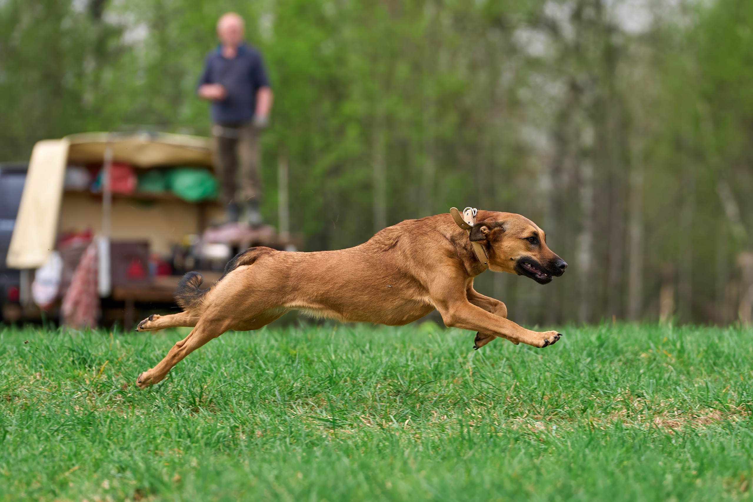 Тренировка по курсингу «на Ярославке». Фотограф-анималист Михаил Манухин