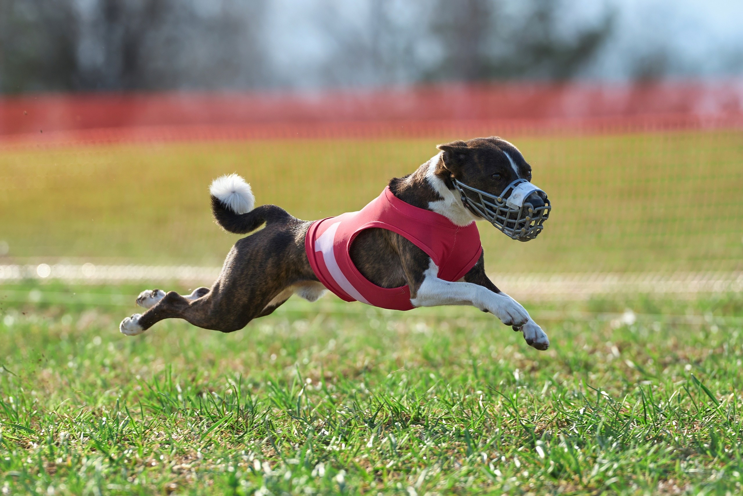 Квалификация по рейсингу. Фотограф-анималист Михаил Манухин