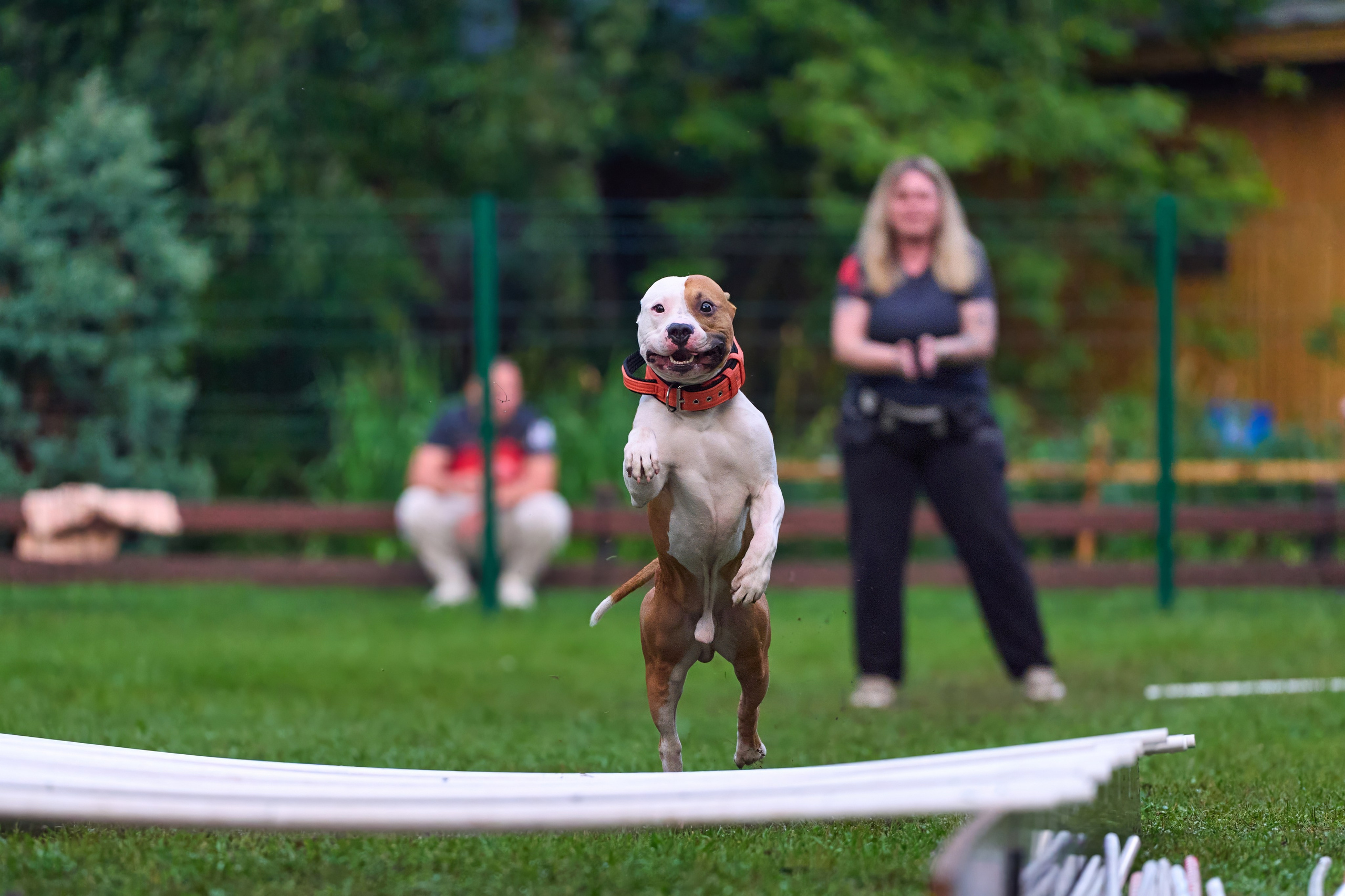 Jump'n'Gym JUMP! — 2024. Фотограф-анималист Михаил Манухин