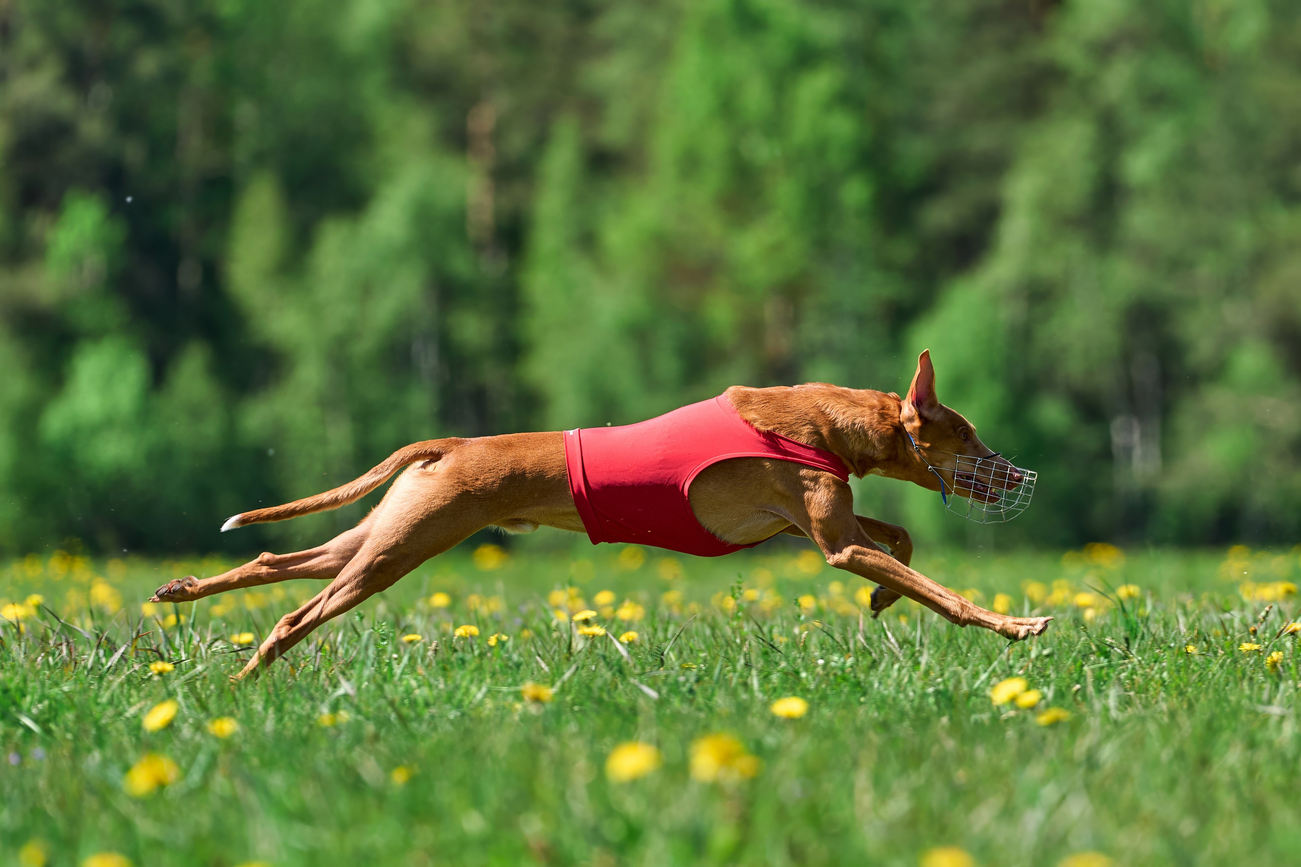 Квалификация по курсингу Донино. Фотограф-анималист Михаил Манухин