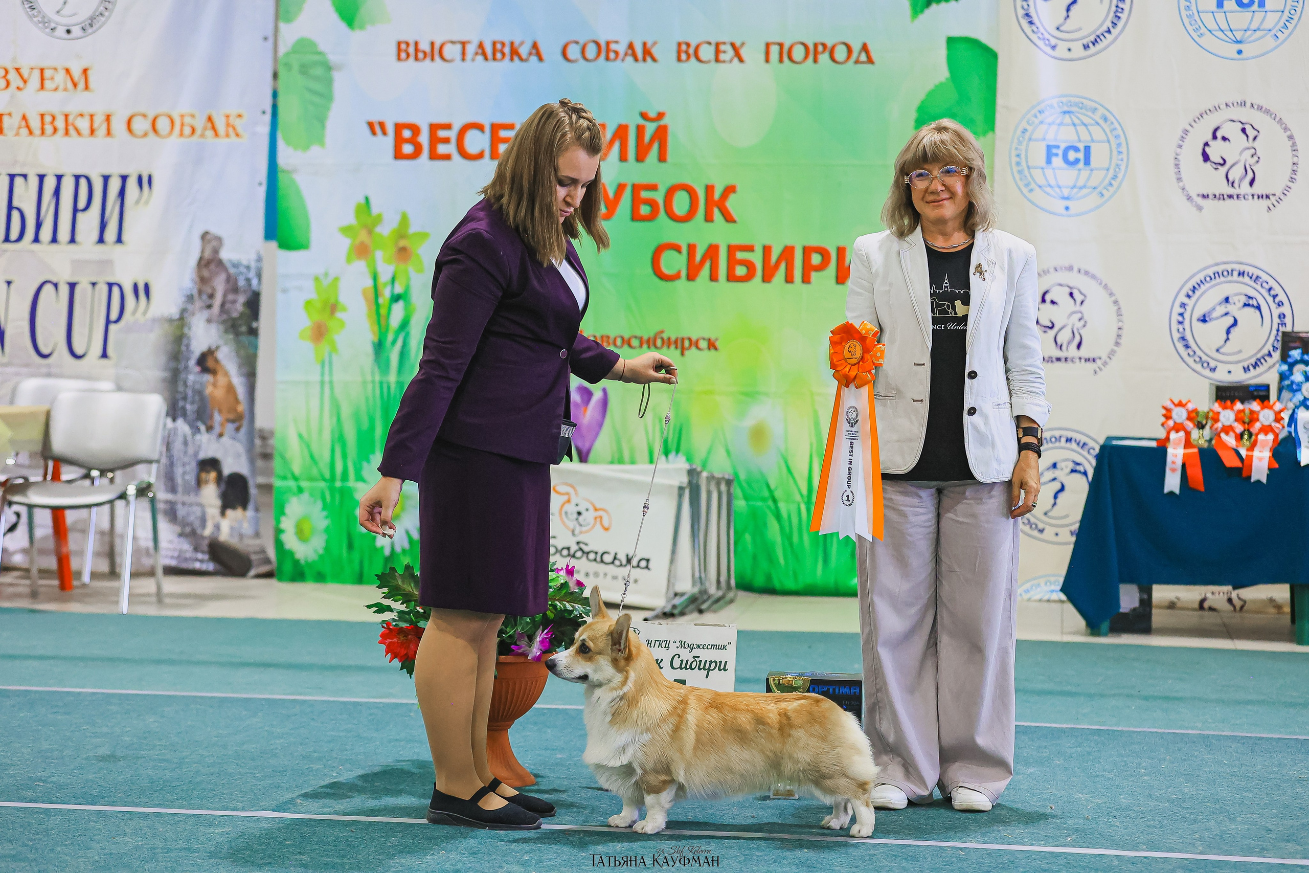 13.07.25 2х выставки собак. Новосибирск. «Кубок Сибири»