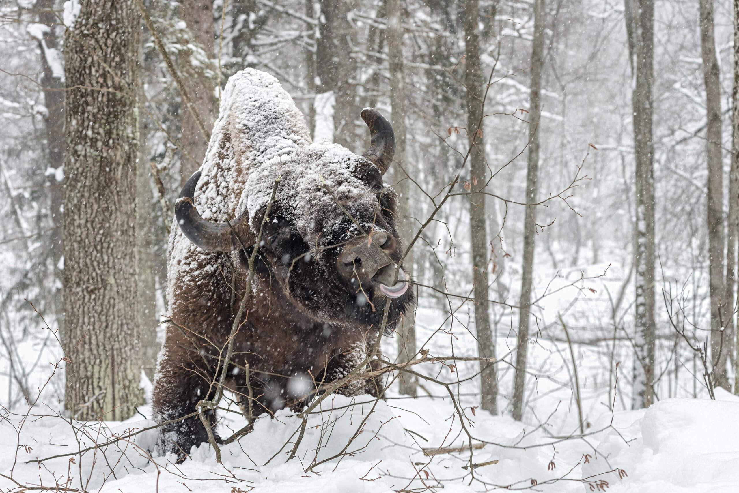Фототур по съемке зубров в заповеднике “Калужские Засеки”