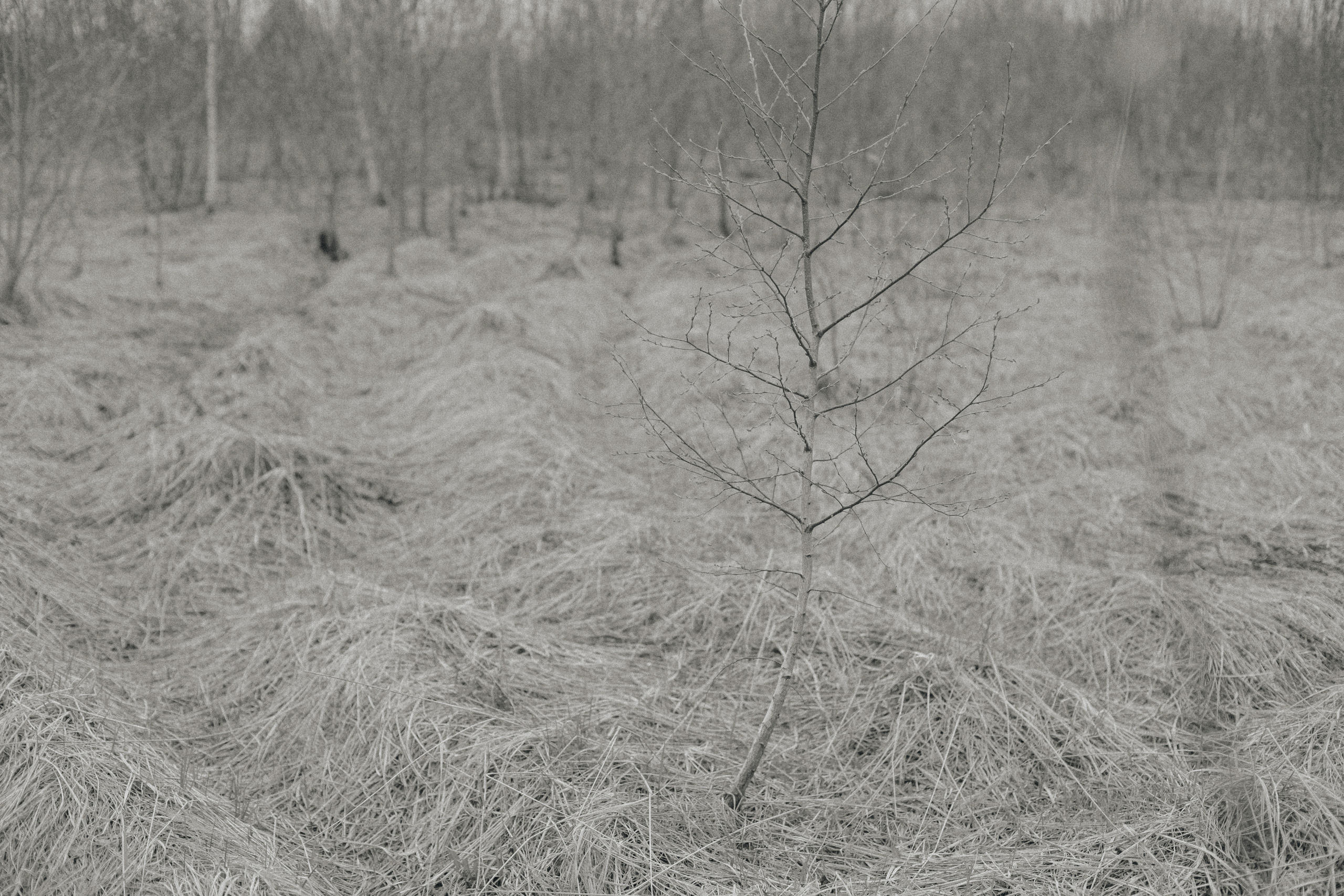 Ongoing project without name. Ксения Плотникова