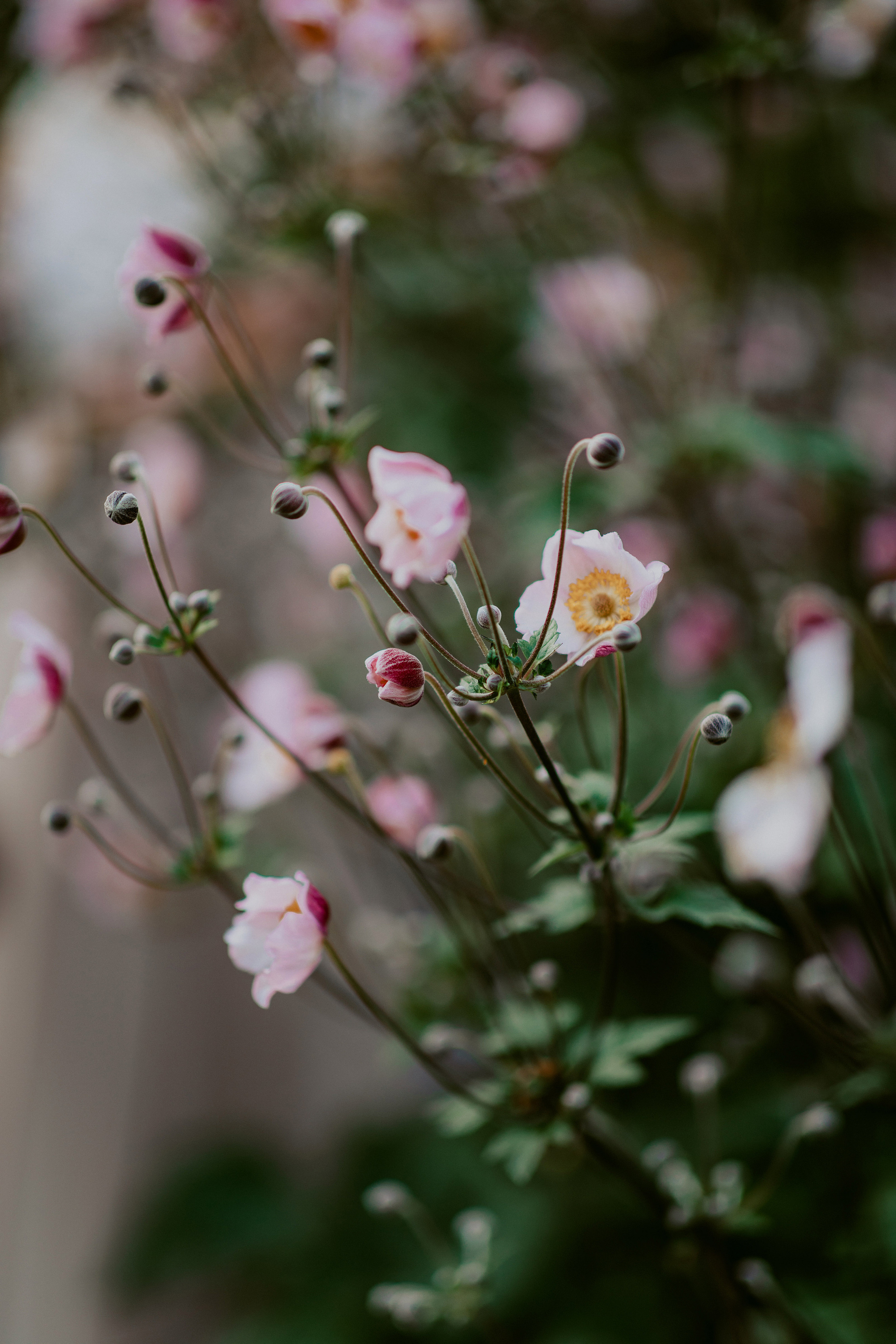 свадебный фотограф