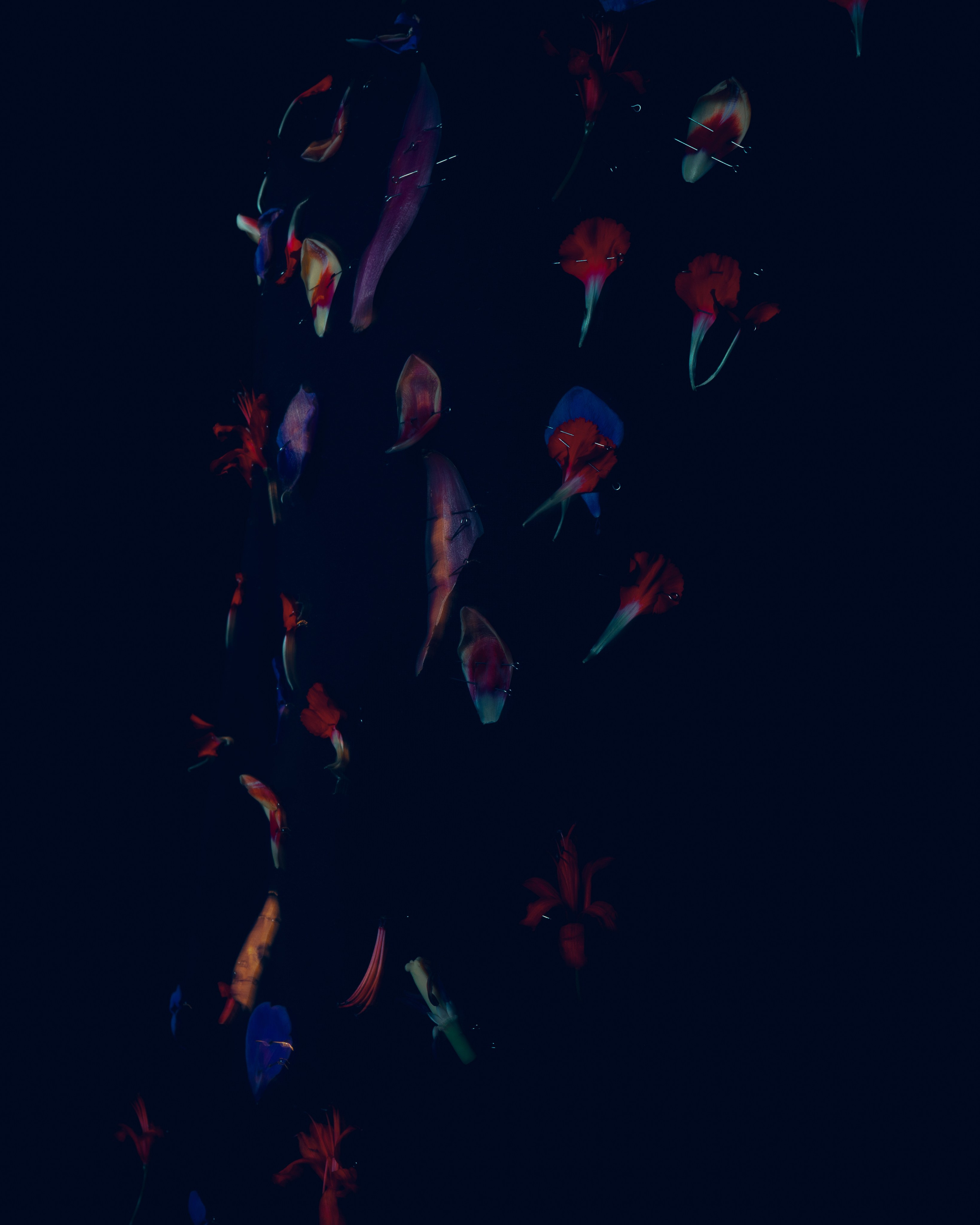 Amor Seco. Художественная фотография в Санкт-Петербурге Алина Берёзкина