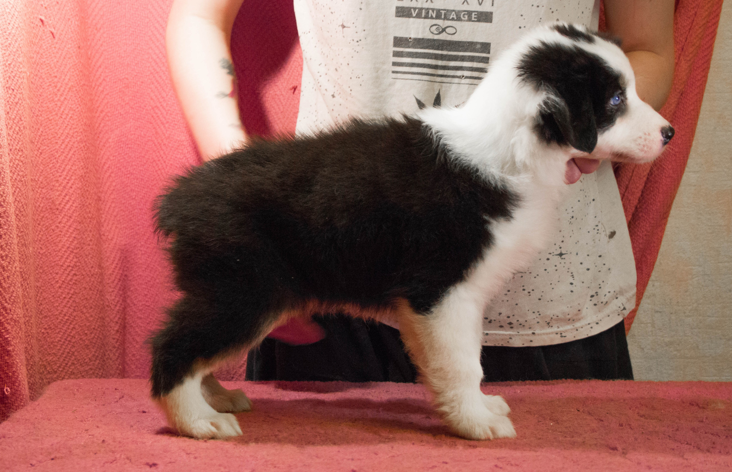 Гелий. BLGKV питомник собак